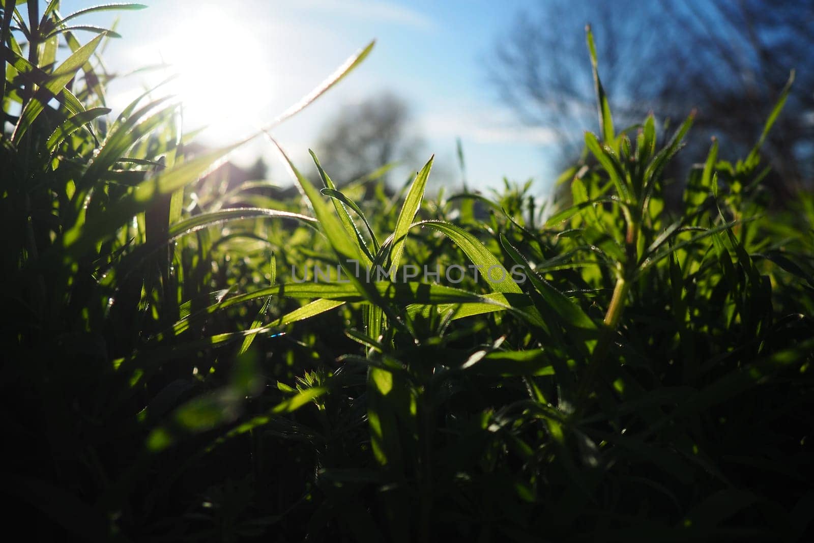 Young juicy green grass in the rays of the morning sun against the blue sky. Spring in Serbia. Sunny March. The trees have not yet released their leaves. Grass close-up, shallow depth of field.