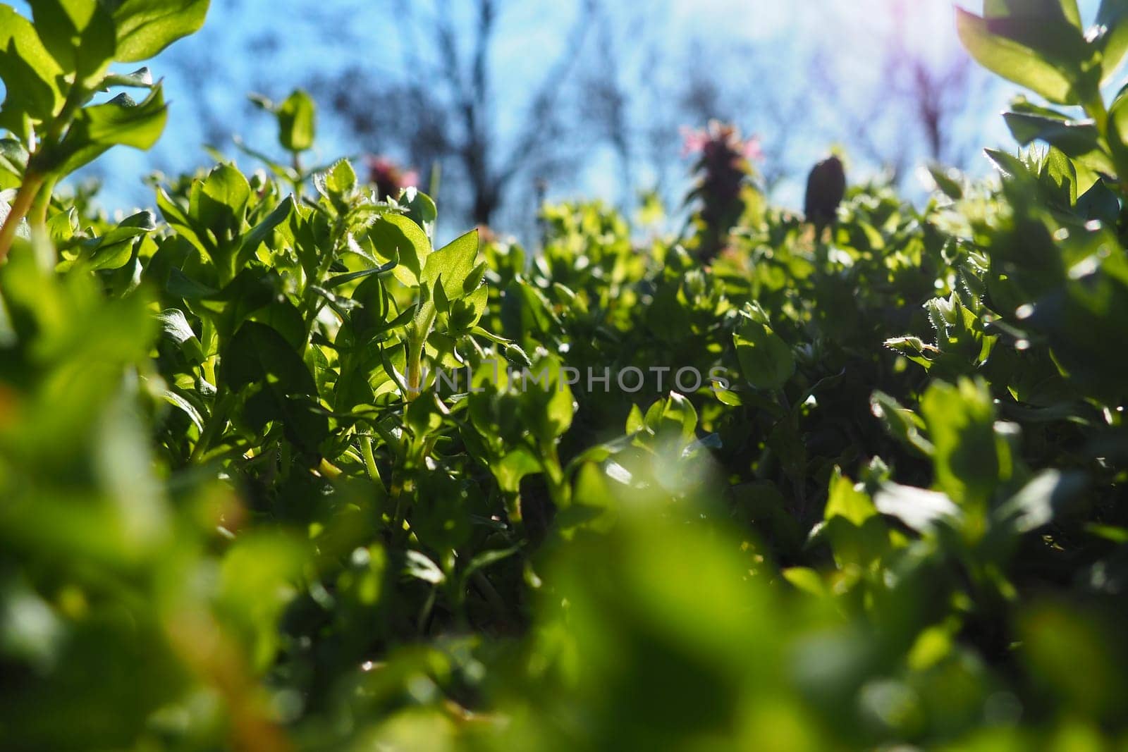Young juicy green grass in the rays of the morning sun against the blue sky. Spring in Serbia. Sunny March. The trees have not yet released their leaves. Grass close-up, shallow depth of field.