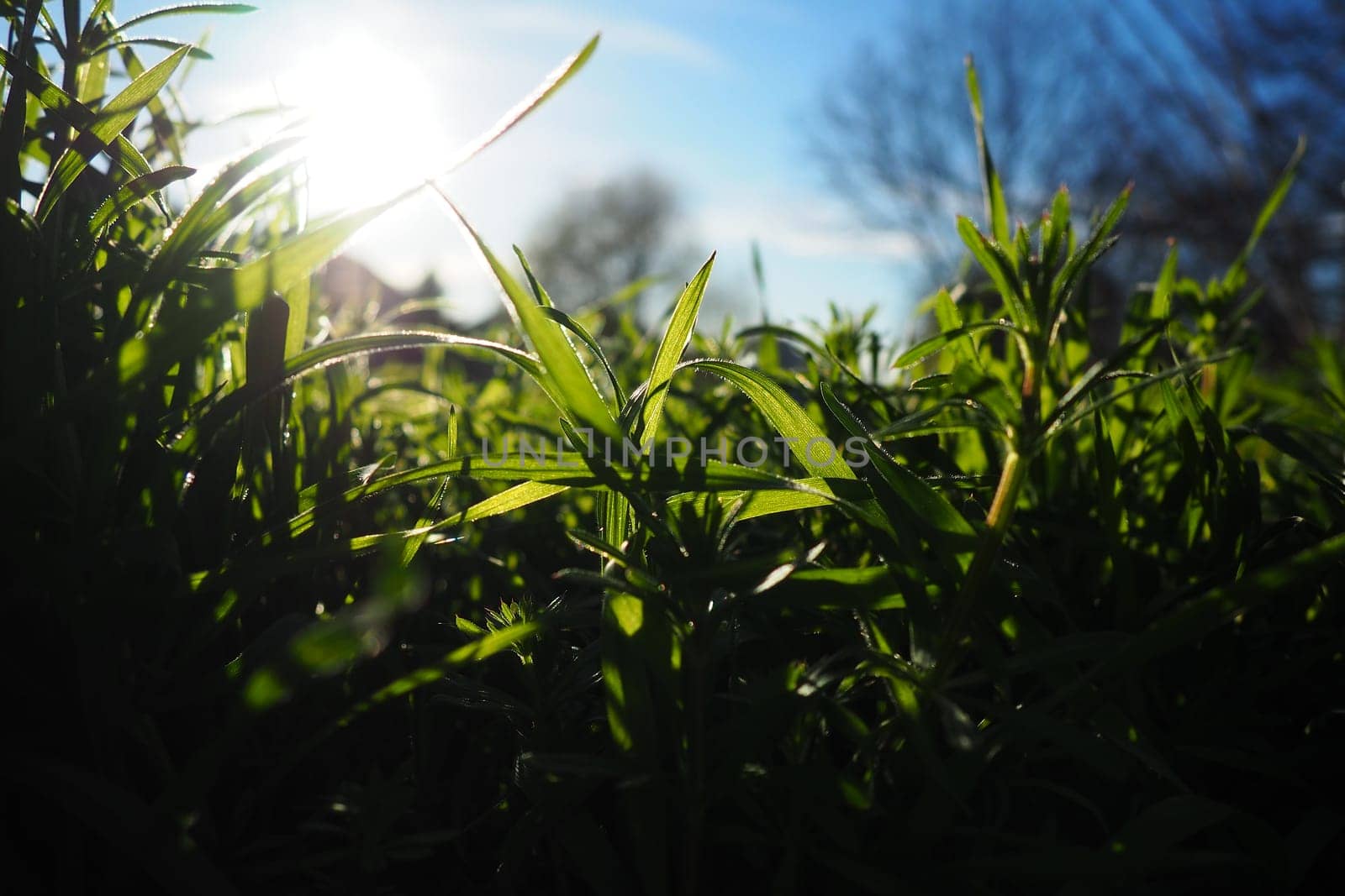 Young juicy green grass in the rays of the morning sun against the blue sky. Spring in Serbia. Sunny March. The trees have not yet released their leaves. Grass close-up, shallow depth of field.