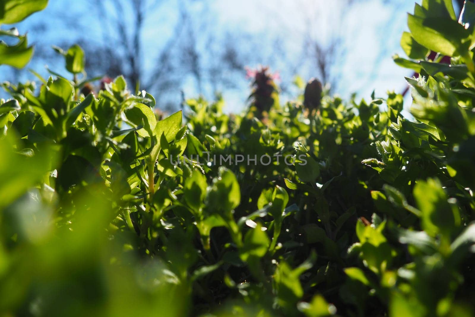Young juicy green grass in the rays of the morning sun against the blue sky. Spring in Serbia. Sunny March. The trees have not yet released their leaves. Grass close-up, shallow depth of field.