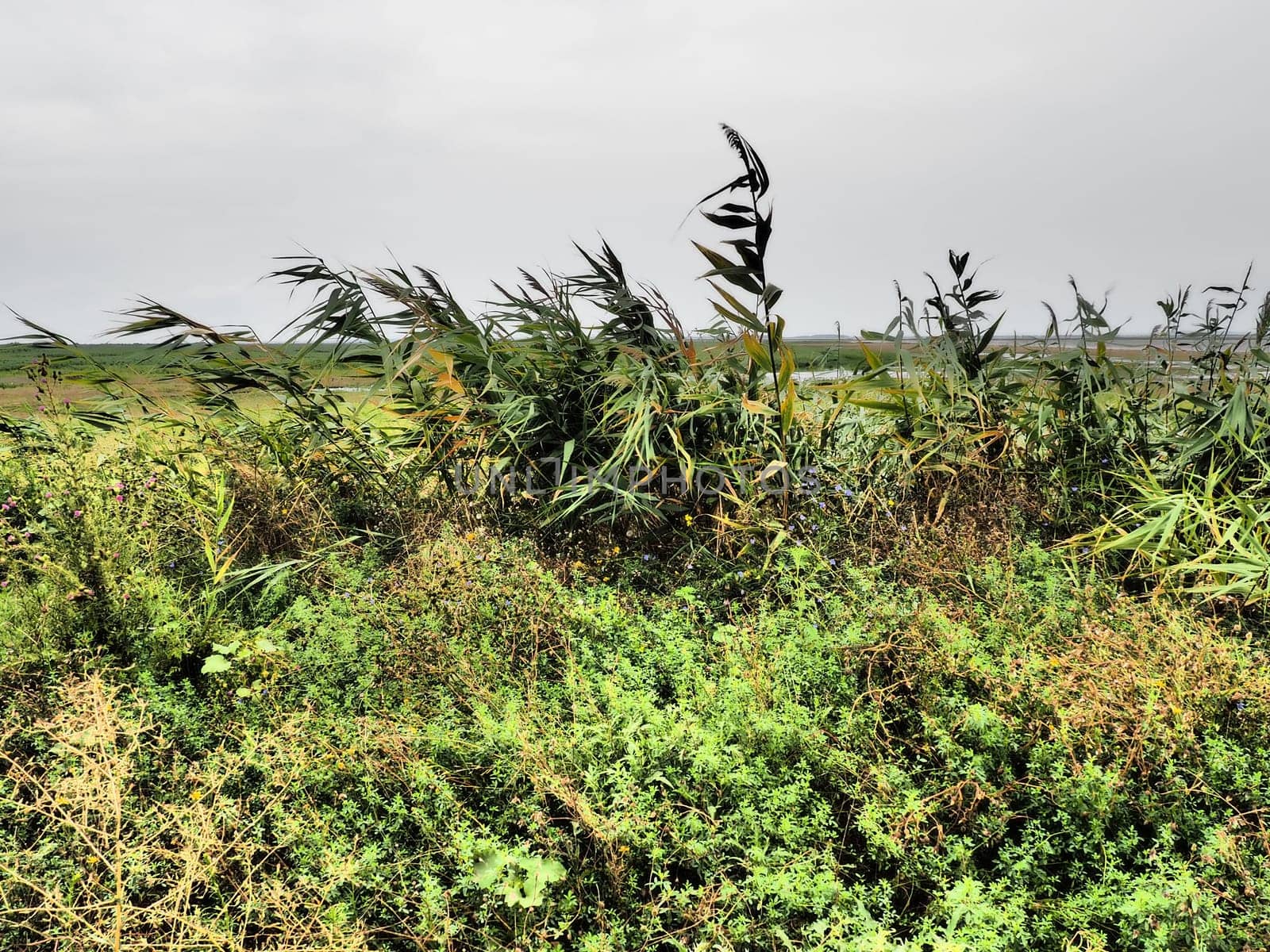 Common reed, or southern reed, Phragmites australis, a tall perennial grass of the genus Reed. Flora of the estuary. Moisture-loving plant. Soils with close standing groundwater. Stormy weather