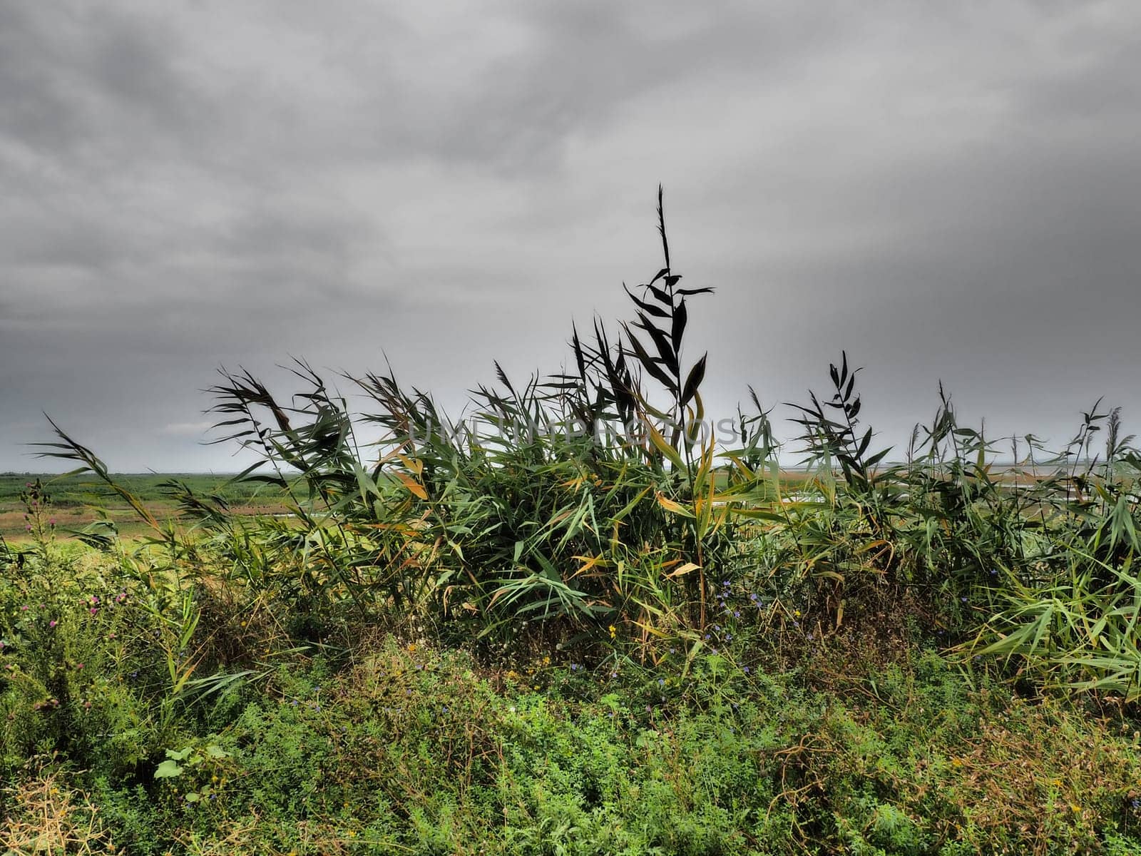 Common reed, or southern reed, Phragmites australis, a tall perennial grass of the genus Reed. Flora of the estuary. Moisture-loving plant. Soils with close standing groundwater. Stormy weather