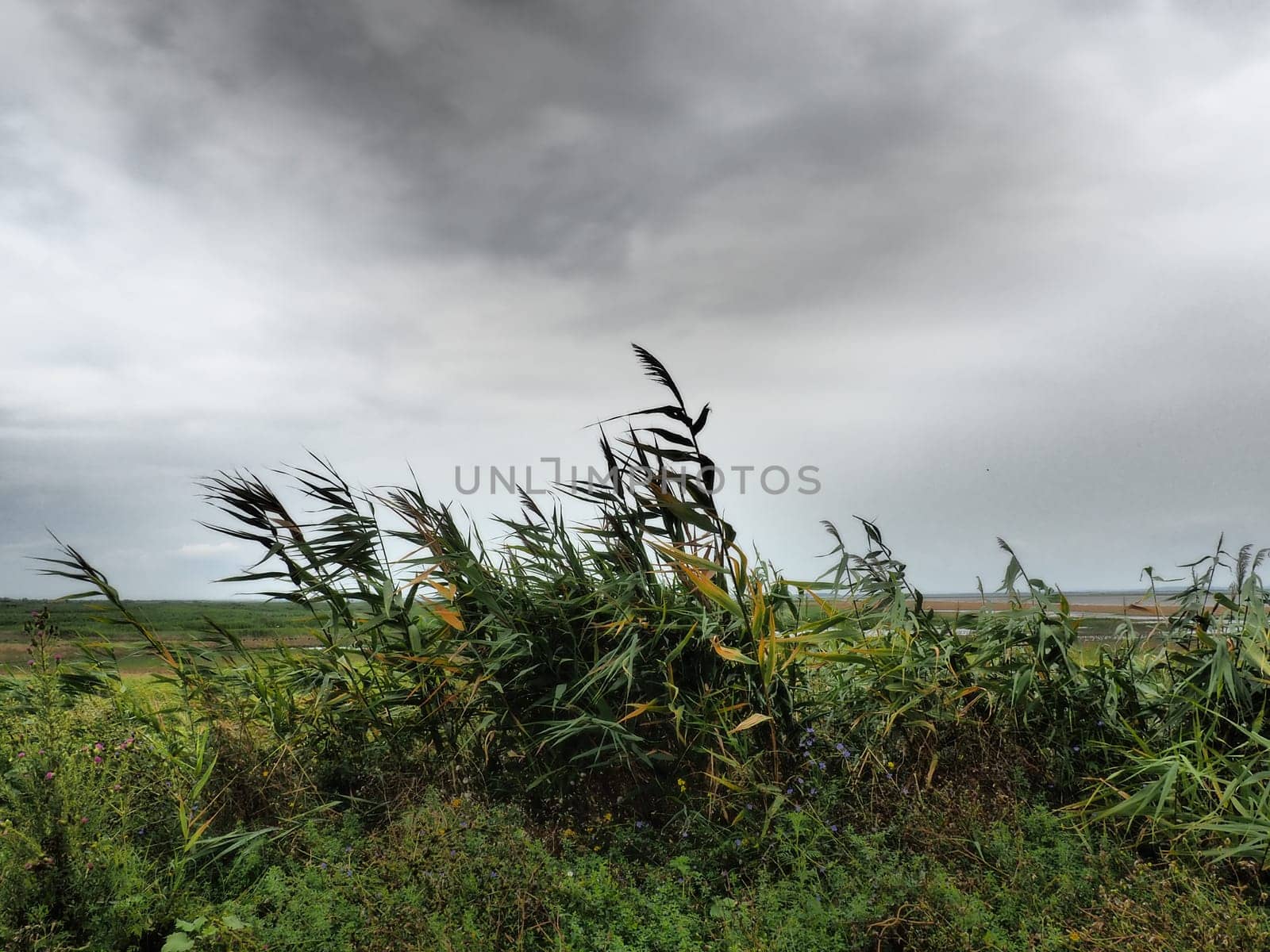 Common reed, or southern reed, Phragmites australis, a tall perennial grass of the genus Reed. Flora of the estuary. Moisture-loving plant. Soils with close standing groundwater. Stormy weather