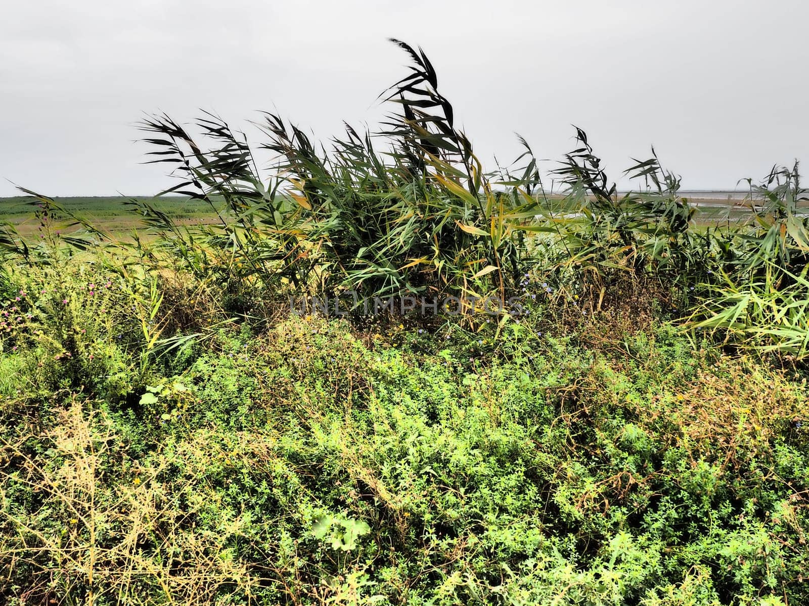 Common reed, or southern reed, Phragmites australis, a tall perennial grass of the genus Reed. Flora of the estuary. Moisture-loving plant. Soils with close standing groundwater. Stormy weather