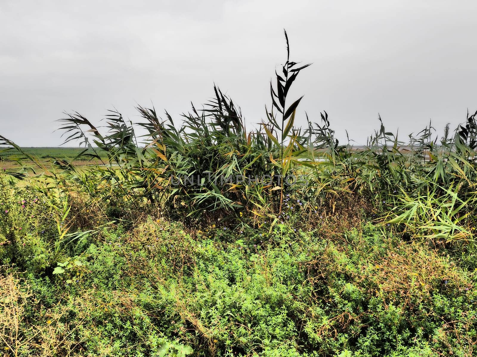Common reed, or southern reed, Phragmites australis, a tall perennial grass of the genus Reed. Flora of the estuary. Moisture-loving plant. Soils with close standing groundwater. Stormy weather