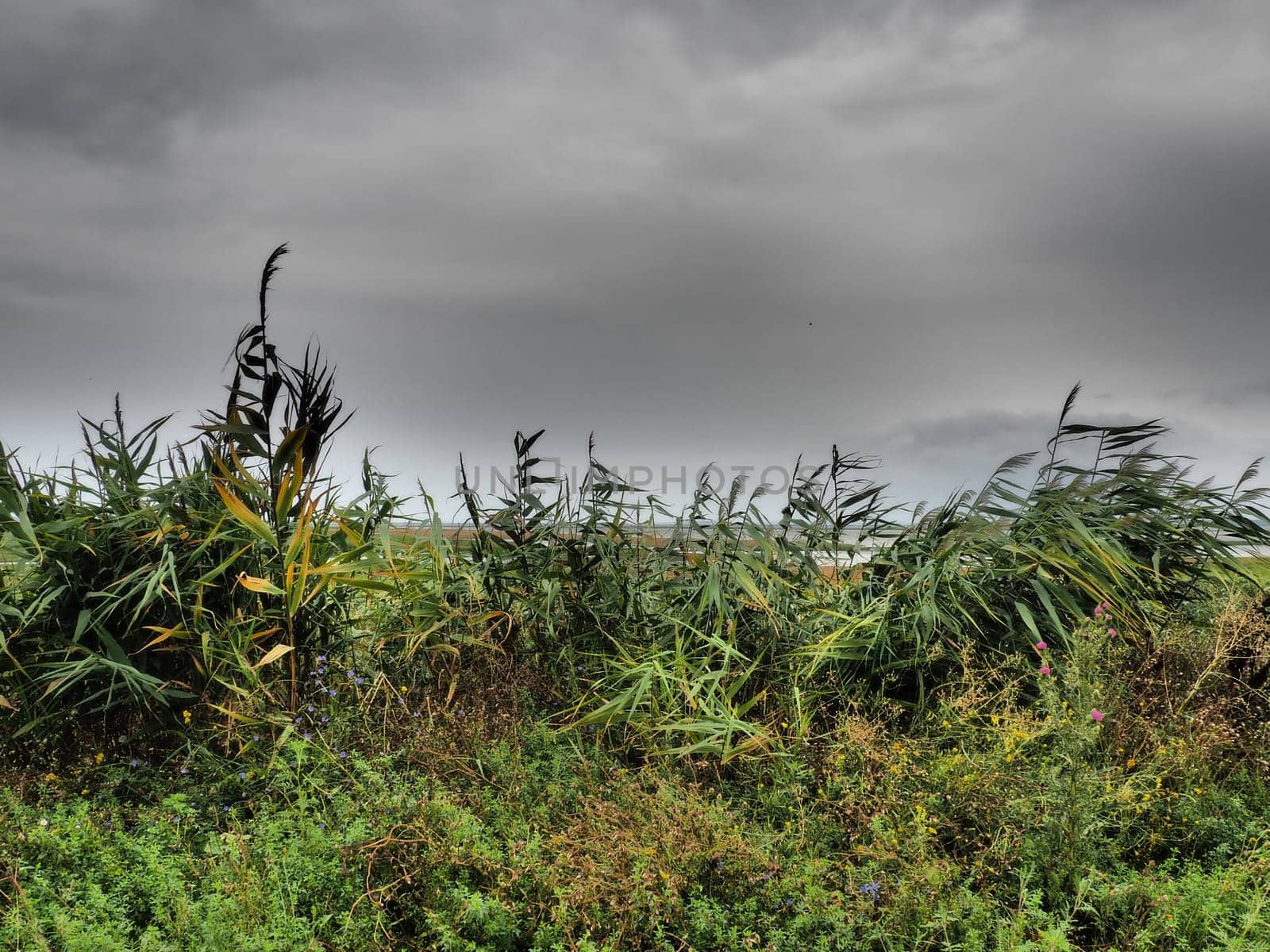 Common reed, or southern reed, Phragmites australis, a tall perennial grass of the genus Reed. Flora of the estuary. Moisture-loving plant. Soils with close standing groundwater. Stormy weather