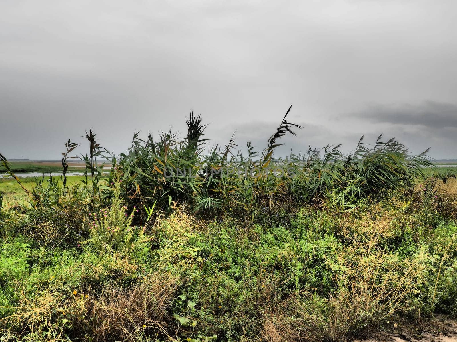 Common reed, or southern reed, Phragmites australis, a tall perennial grass of the genus Reed. Flora of the estuary. Moisture-loving plant. Soils with close standing groundwater. Stormy weather