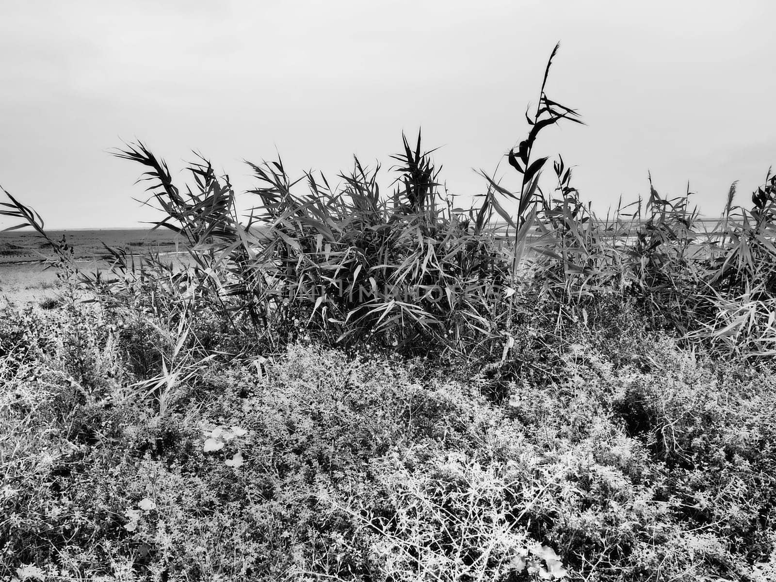 Common reed, or southern reed, Phragmites australis, a tall perennial grass of the genus Reed. Flora of the estuary. Black and white monochrome. Soils with close standing groundwater. Stormy weather