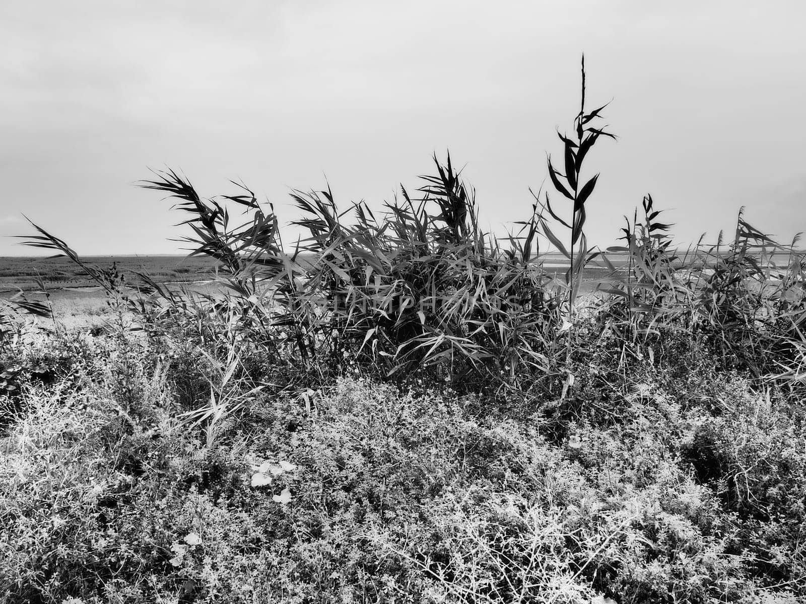 Common reed, or southern reed, Phragmites australis, a tall perennial grass of the genus Reed. Flora of the estuary. Black and white monochrome. Soils with close standing groundwater. Stormy weather