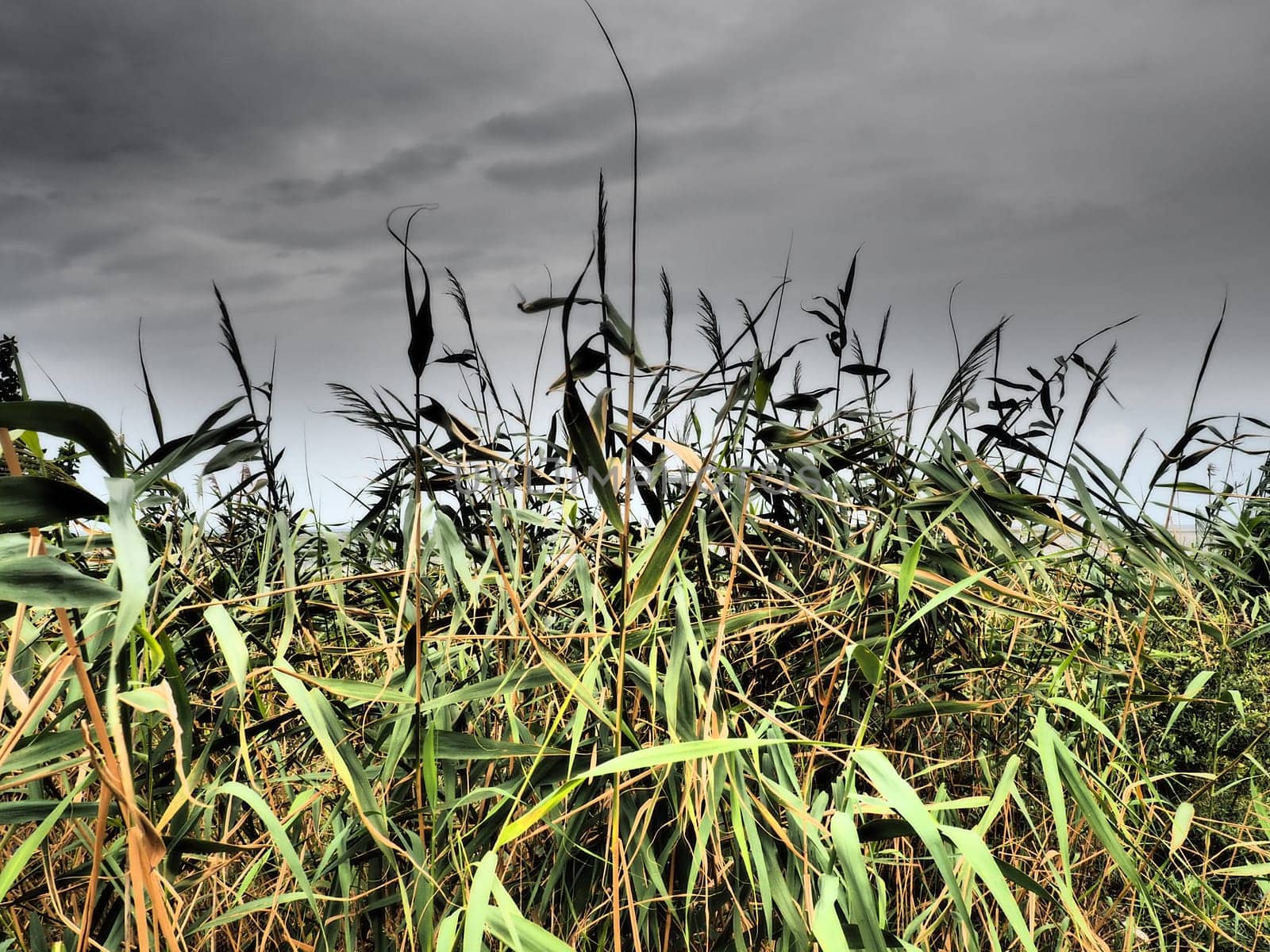 Common reed, or southern reed, Phragmites australis, a tall perennial grass of the genus Reed. Flora of the estuary. Moisture-loving plant. Soils with close standing groundwater. Stormy weather