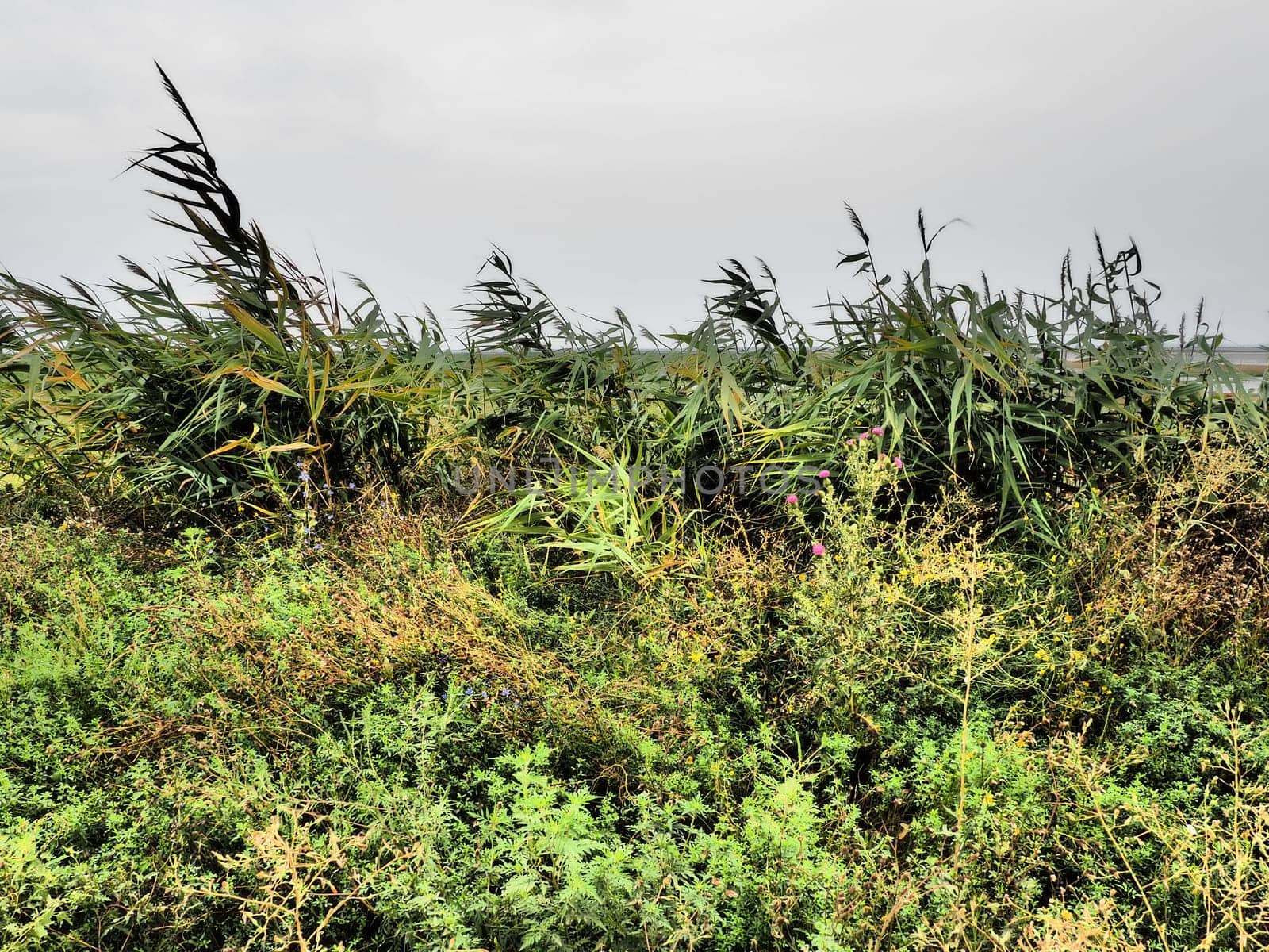 Common reed, or southern reed, Phragmites australis, a tall perennial grass of the genus Reed. Flora of the estuary. Moisture-loving plant. Soils with close standing groundwater. Stormy weather