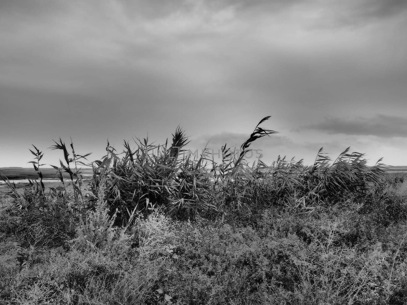 Common reed, or southern reed, Phragmites australis, a tall perennial grass of the genus Reed. Flora of the estuary. Black and white monochrome. Soils with close standing groundwater. Stormy weather