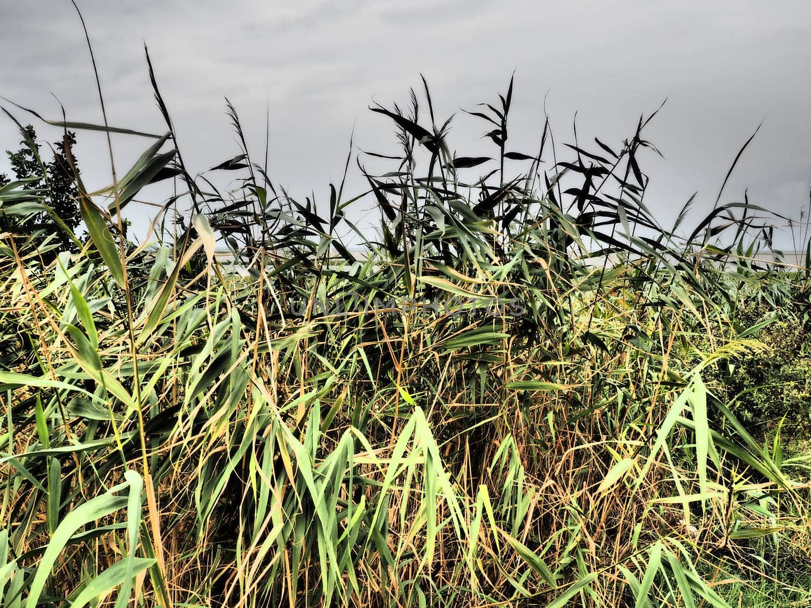 Common reed, or southern reed, Phragmites australis, a tall perennial grass of the genus Reed. Flora of the estuary. Moisture-loving plant. Soils with close standing groundwater. Stormy weather