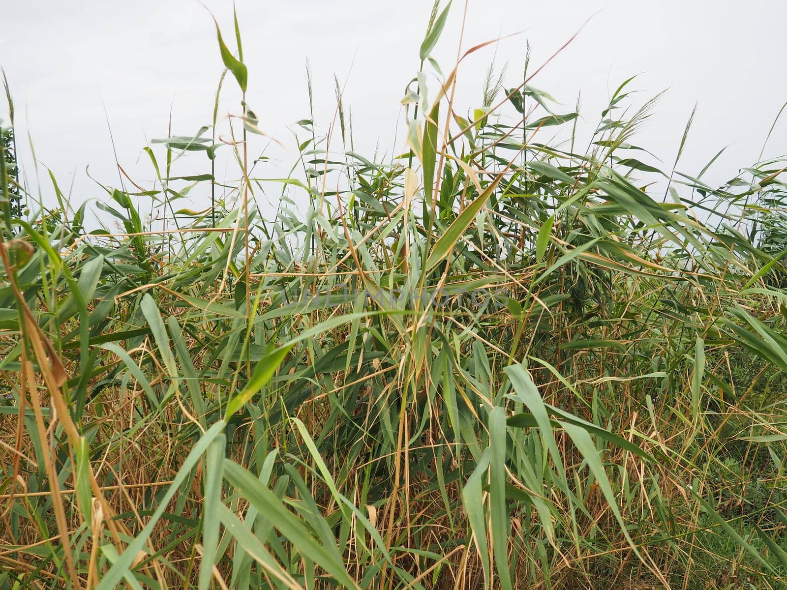 Common reed, or southern reed, Phragmites australis, a tall perennial grass of the genus Reed. Flora of the estuary. Moisture-loving plant. Soils with close standing groundwater. Stormy weather