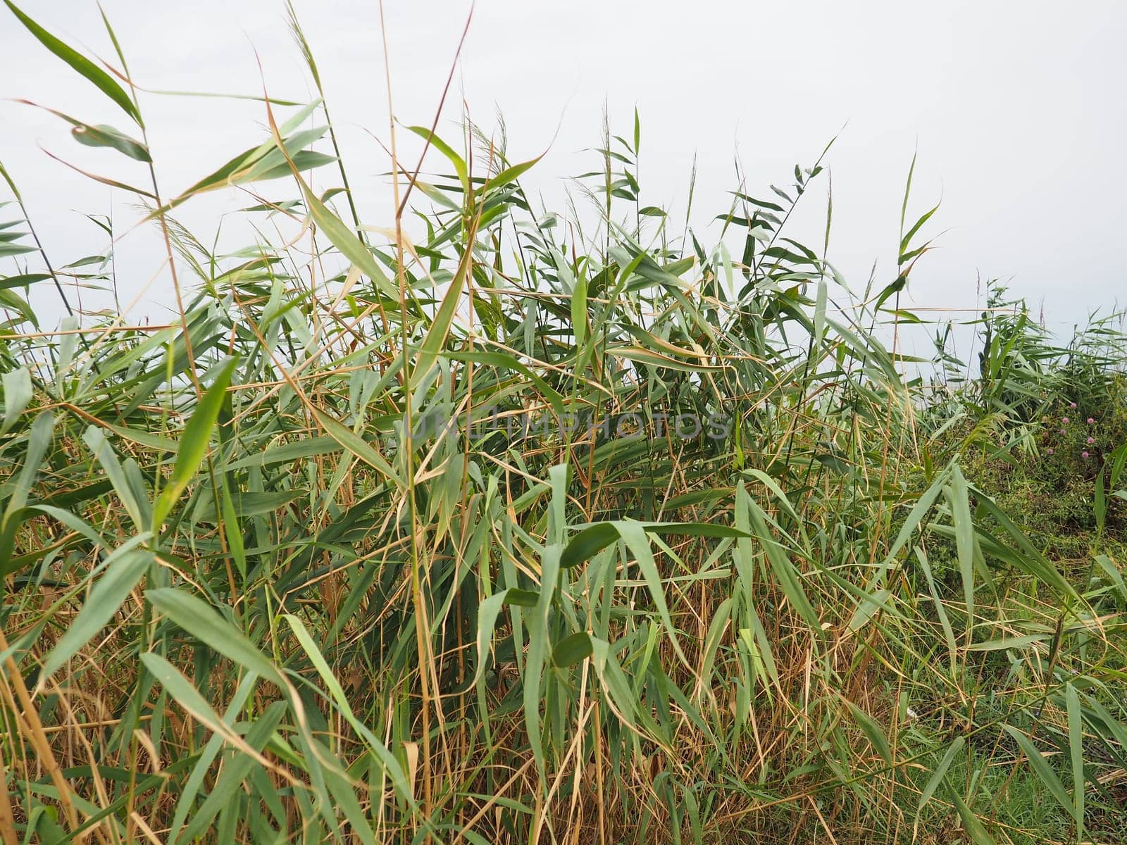 Common reed, or southern reed, Phragmites australis, a tall perennial grass of the genus Reed. Flora of the estuary. Moisture-loving plant. Soils with close standing groundwater. Stormy weather