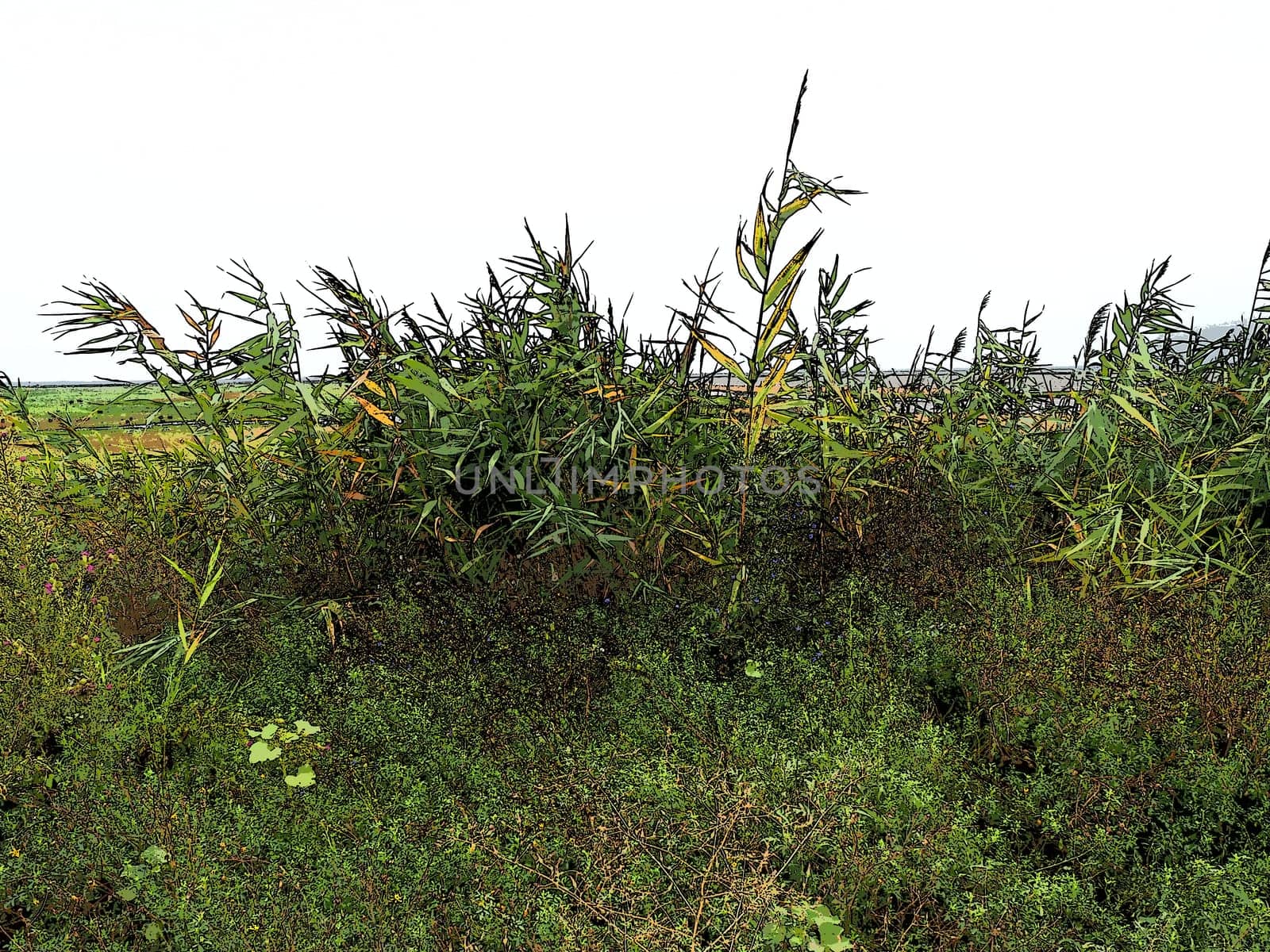 Common reed, or southern reed, Phragmites australis, a tall perennial grass of the genus Reed. Flora of the estuary. Moisture-loving plant. Soils with close standing groundwater. Stormy weather
