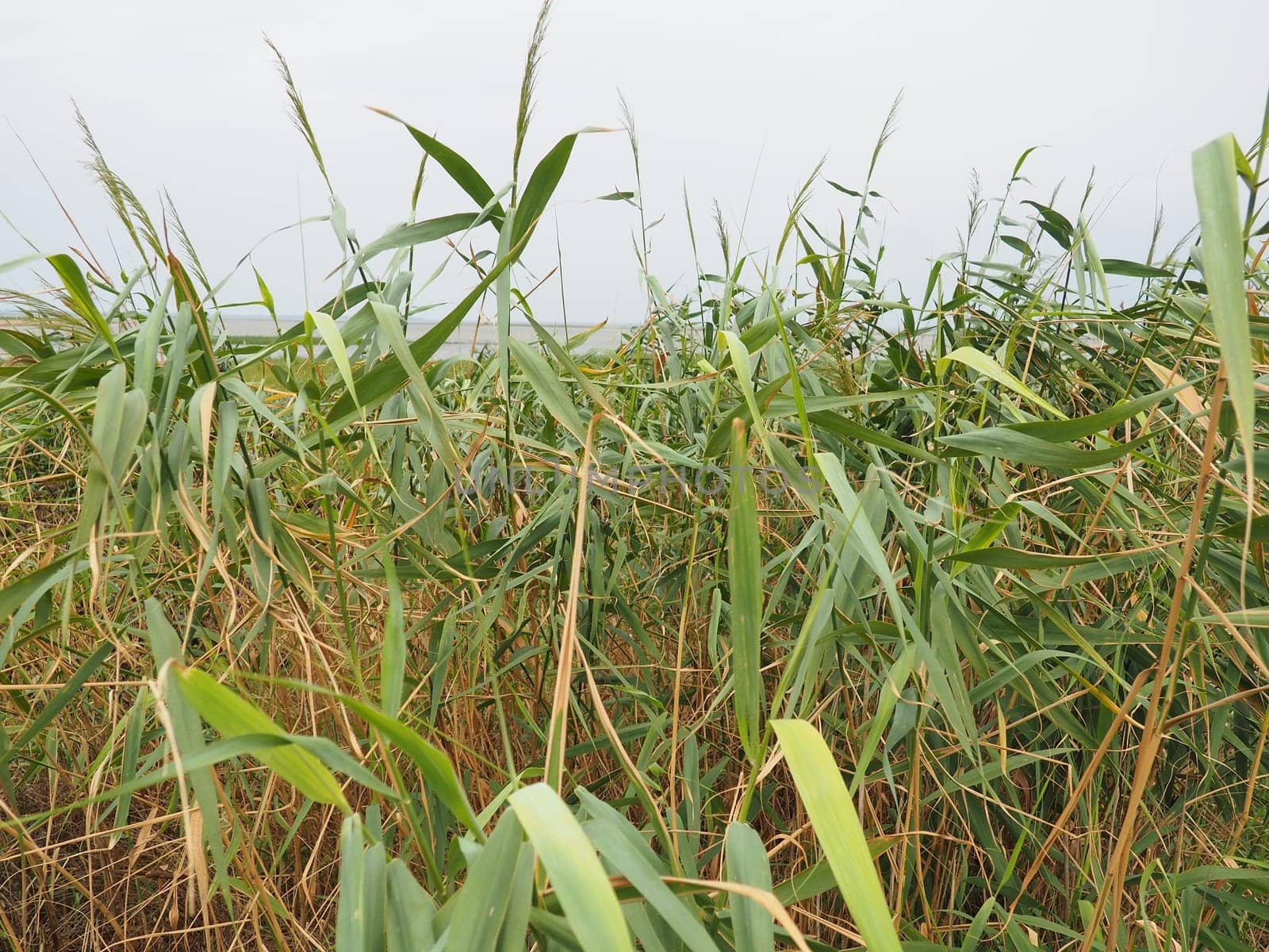 Common reed, or southern reed, Phragmites australis, a tall perennial grass of the genus Reed. Flora of the estuary. Moisture-loving plant. Soils with close standing groundwater. Stormy weather