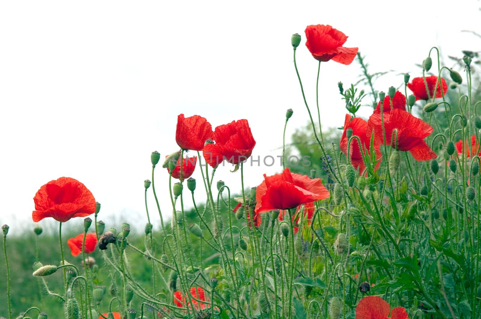 Klatschmohn  Papaver, rhoeas  Ackerpflanzen