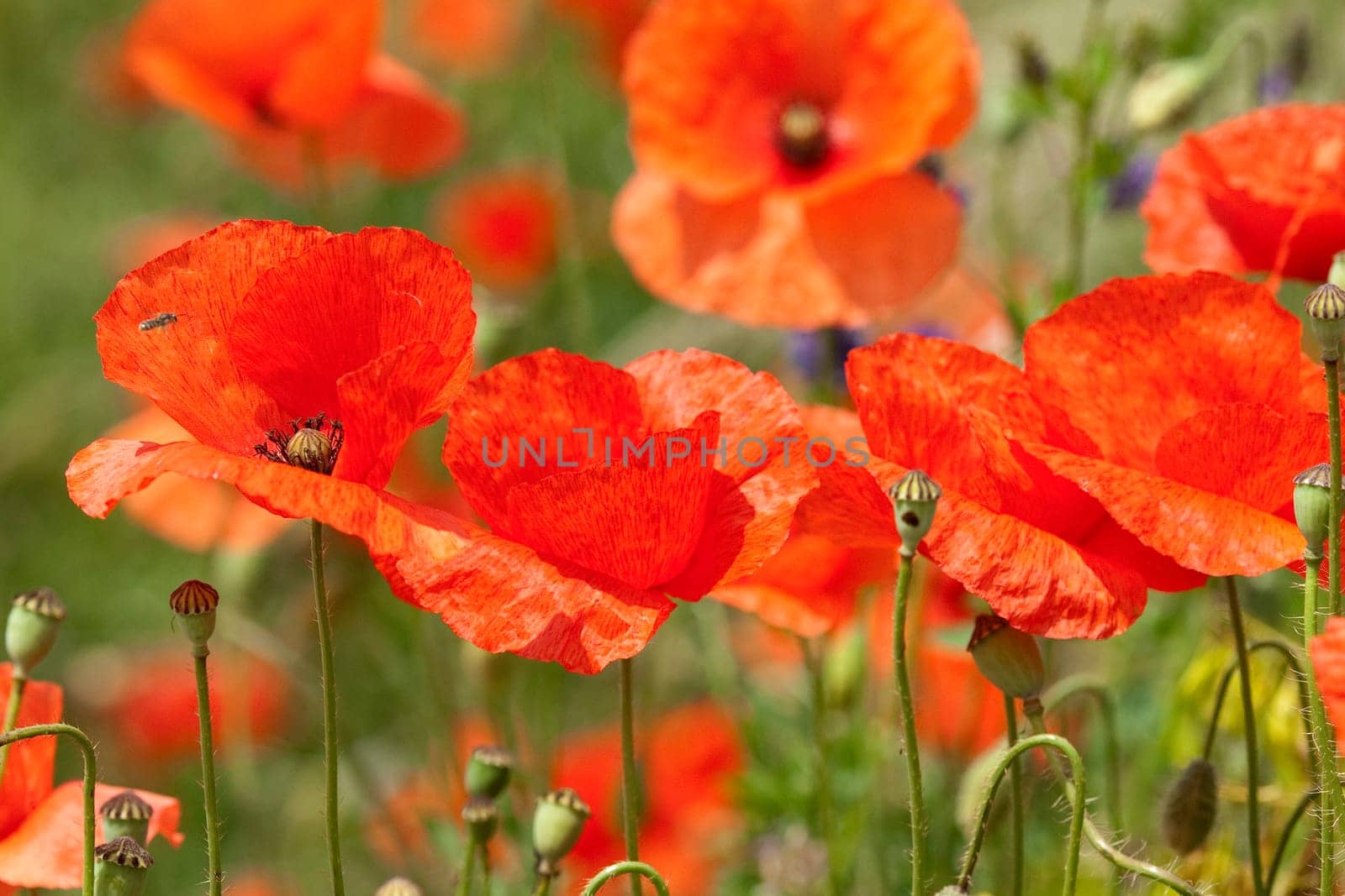 Klatschmohn  Papaver, rhoeas  Ackerpflanzen