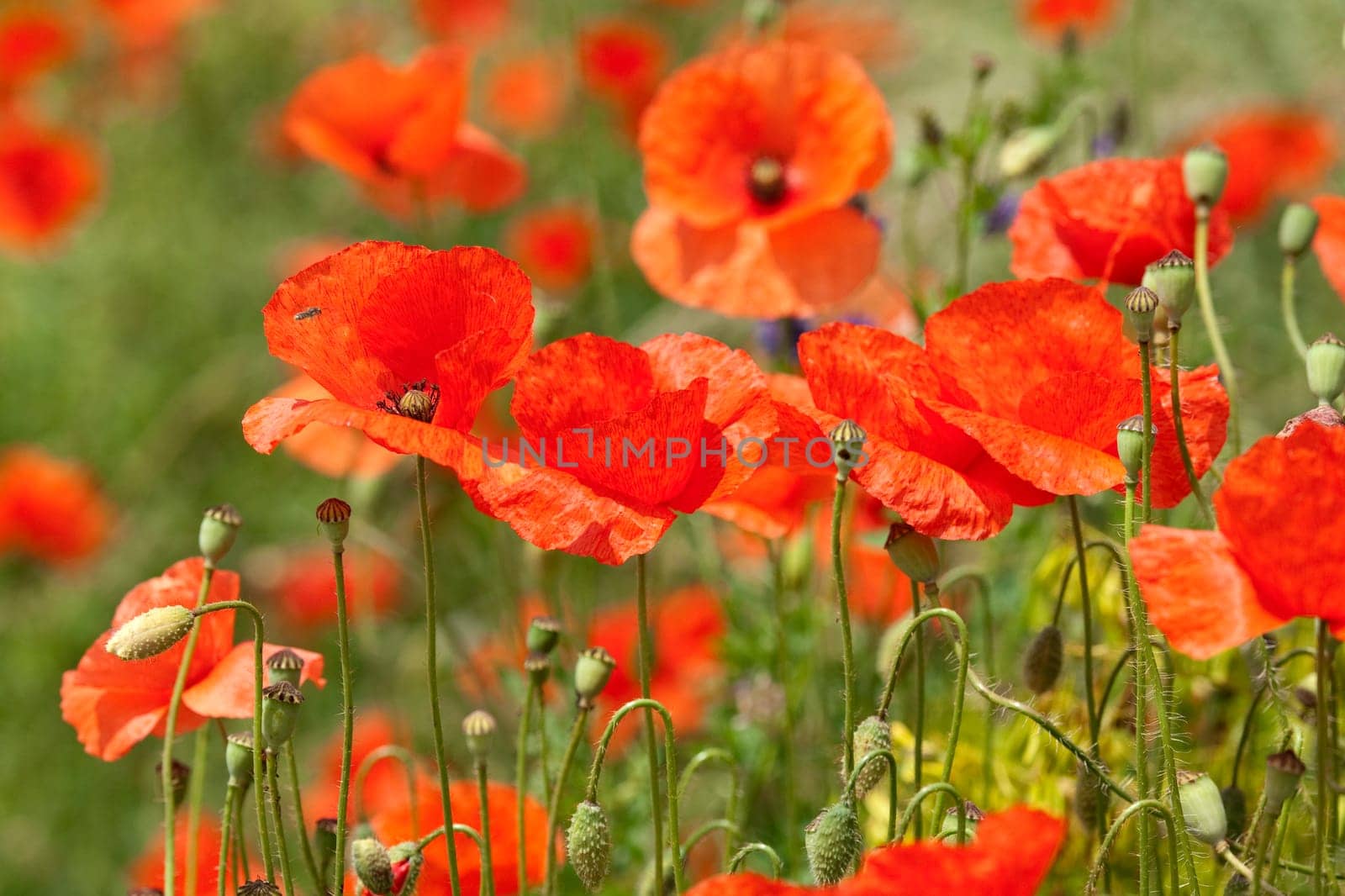 Klatschmohn  Papaver, rhoeas  Ackerpflanzen