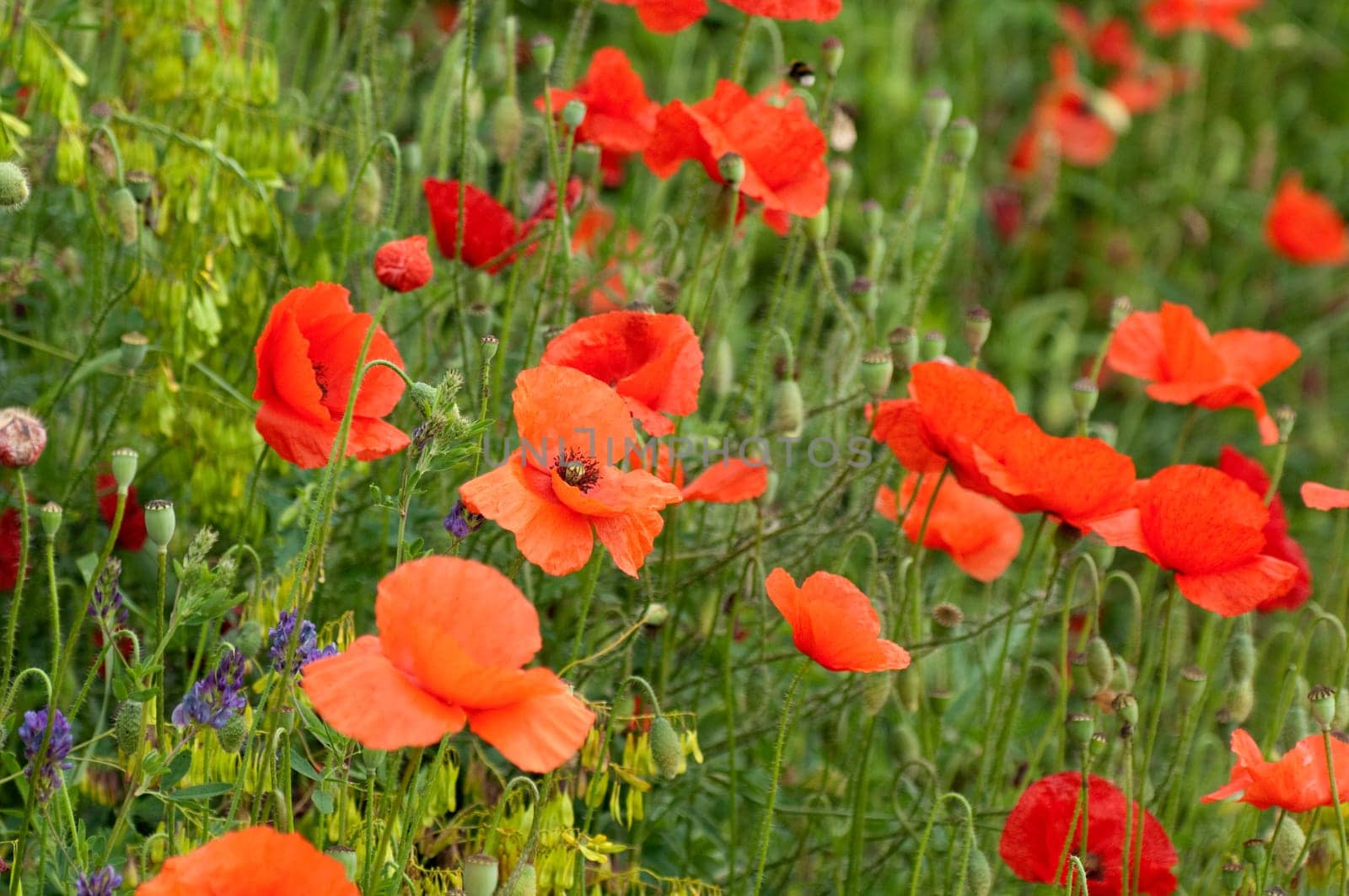 Klatschmohn  Papaver, rhoeas  Ackerpflanzen