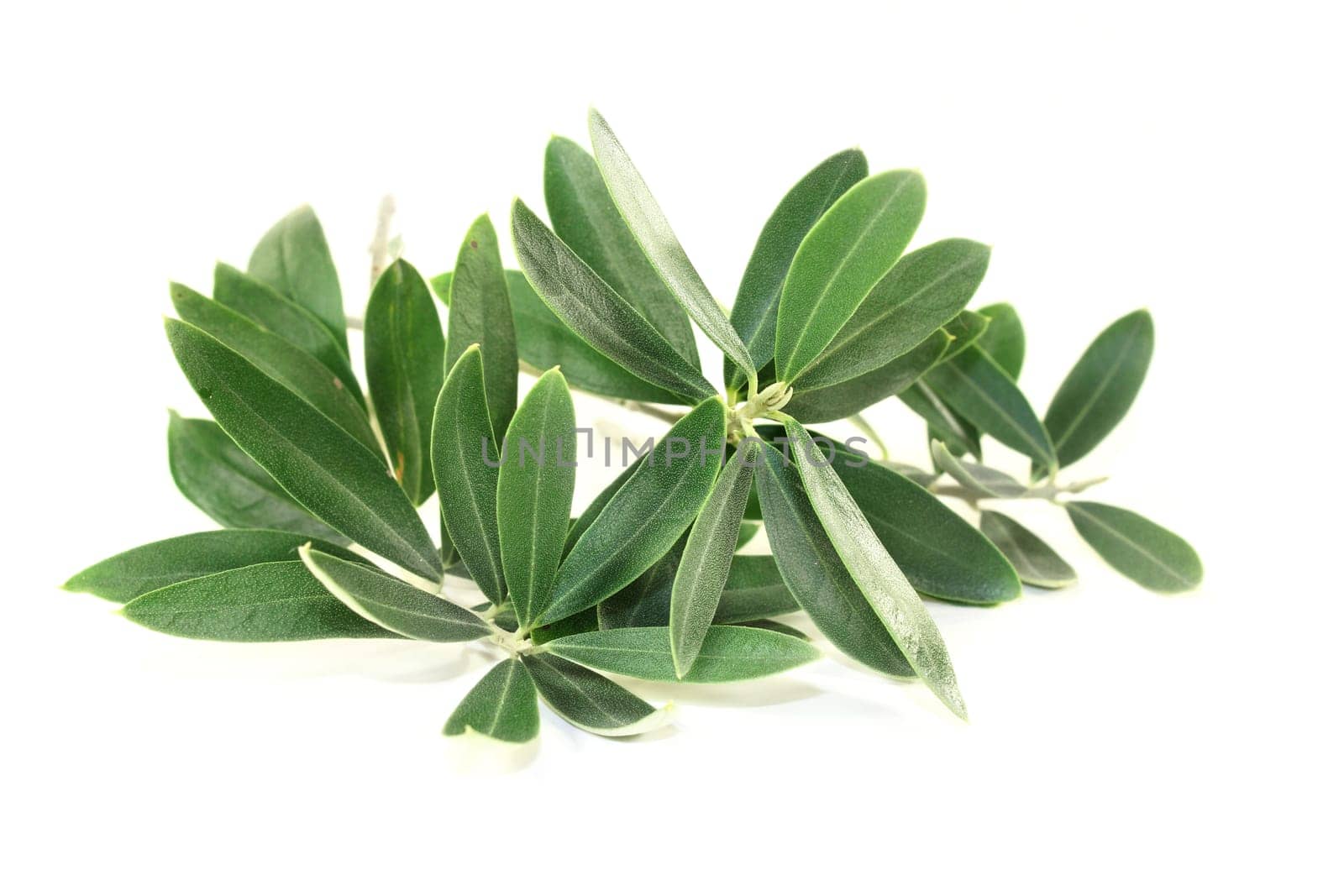 green olive branches against a bright background