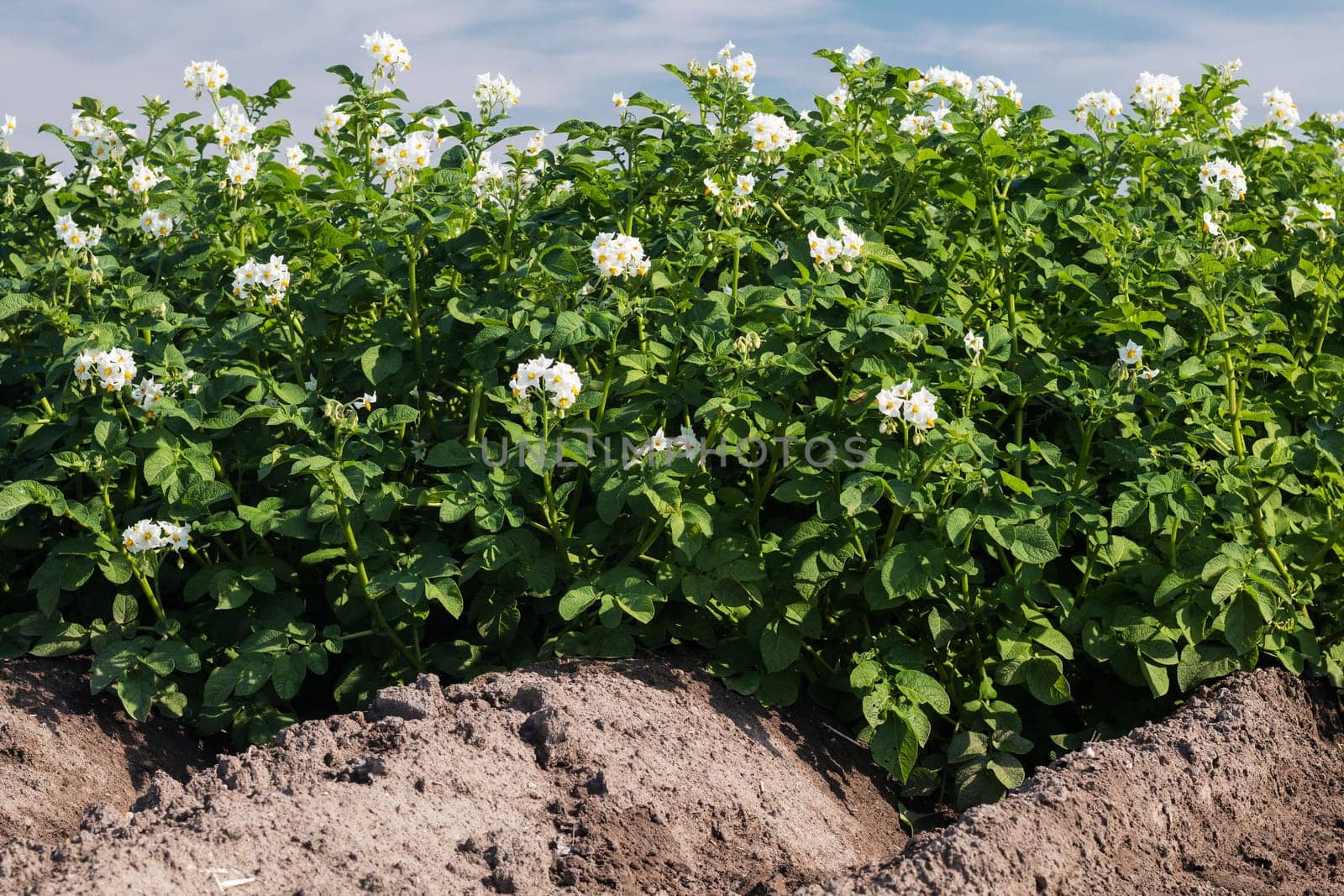Potato field in bloom,agriculture with plants for the cultivation of potatoes