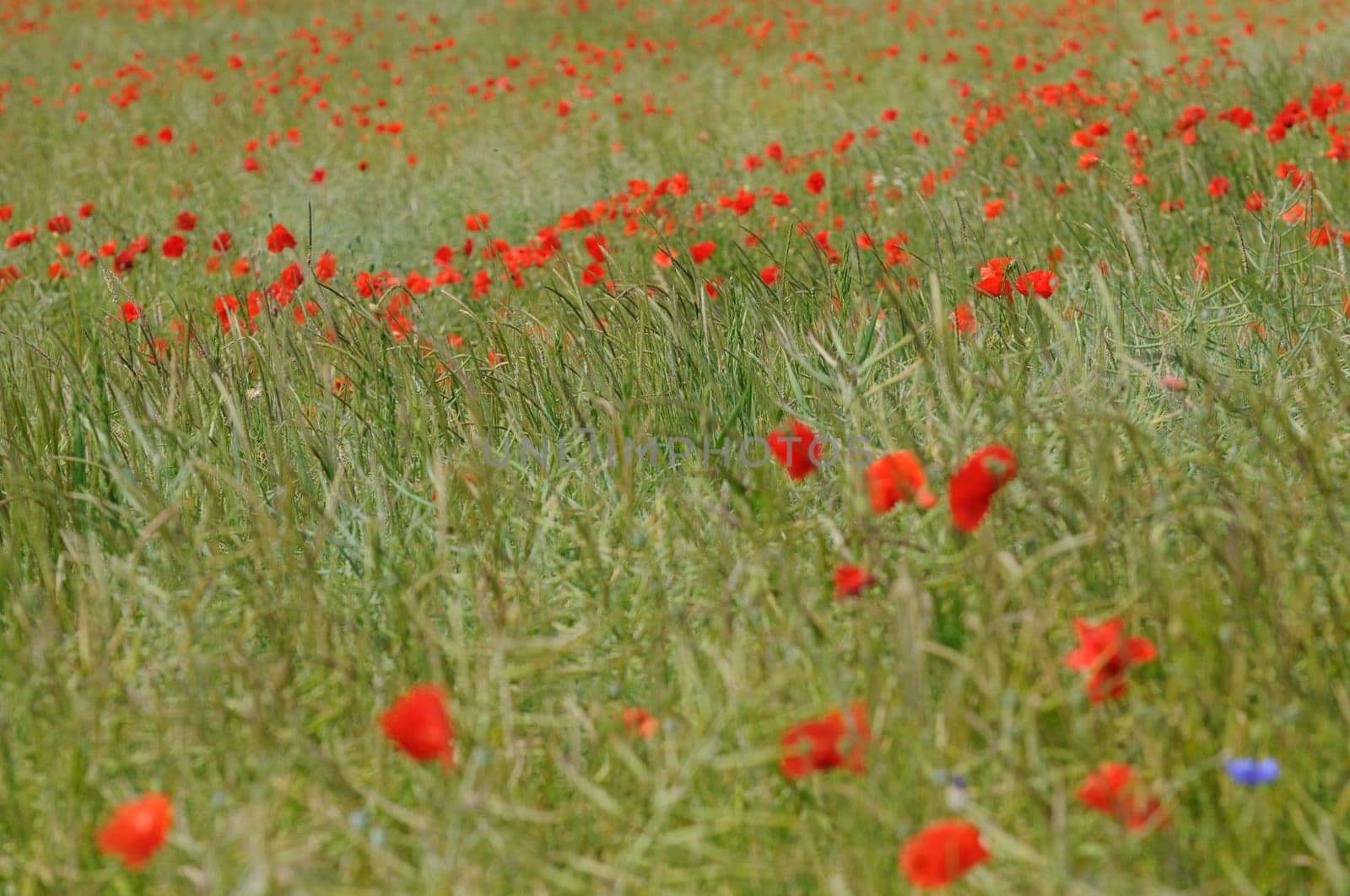 clapping poppy field