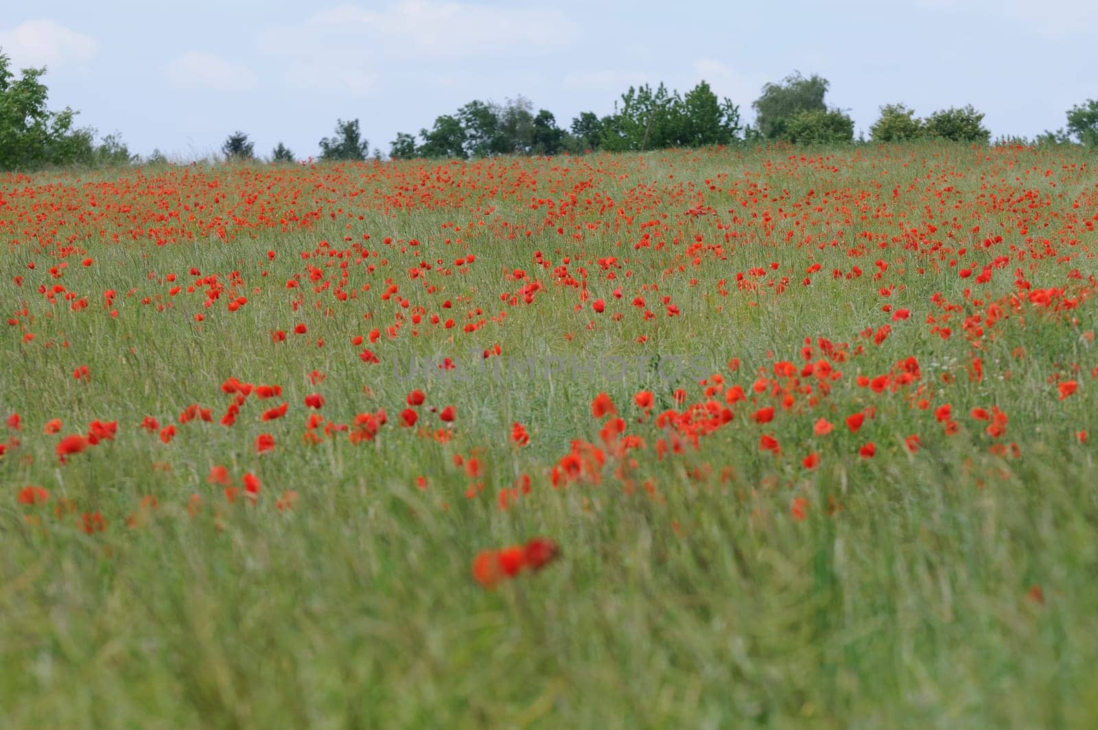 clapping poppy field