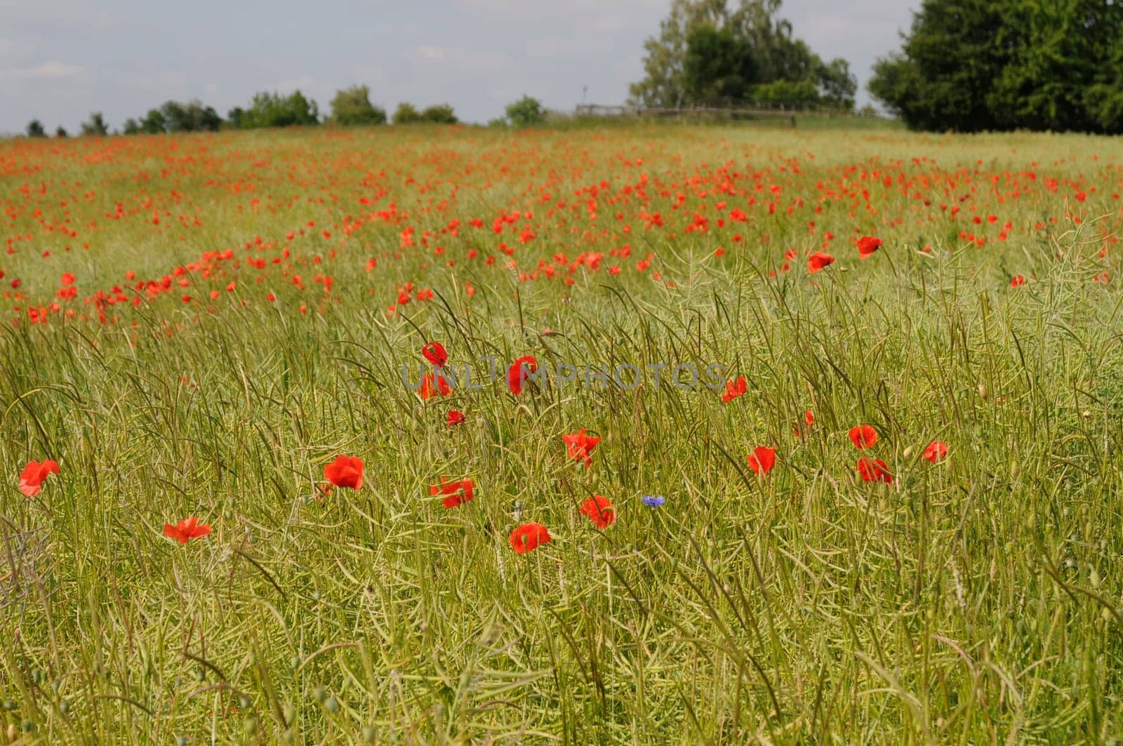 clapping poppy field