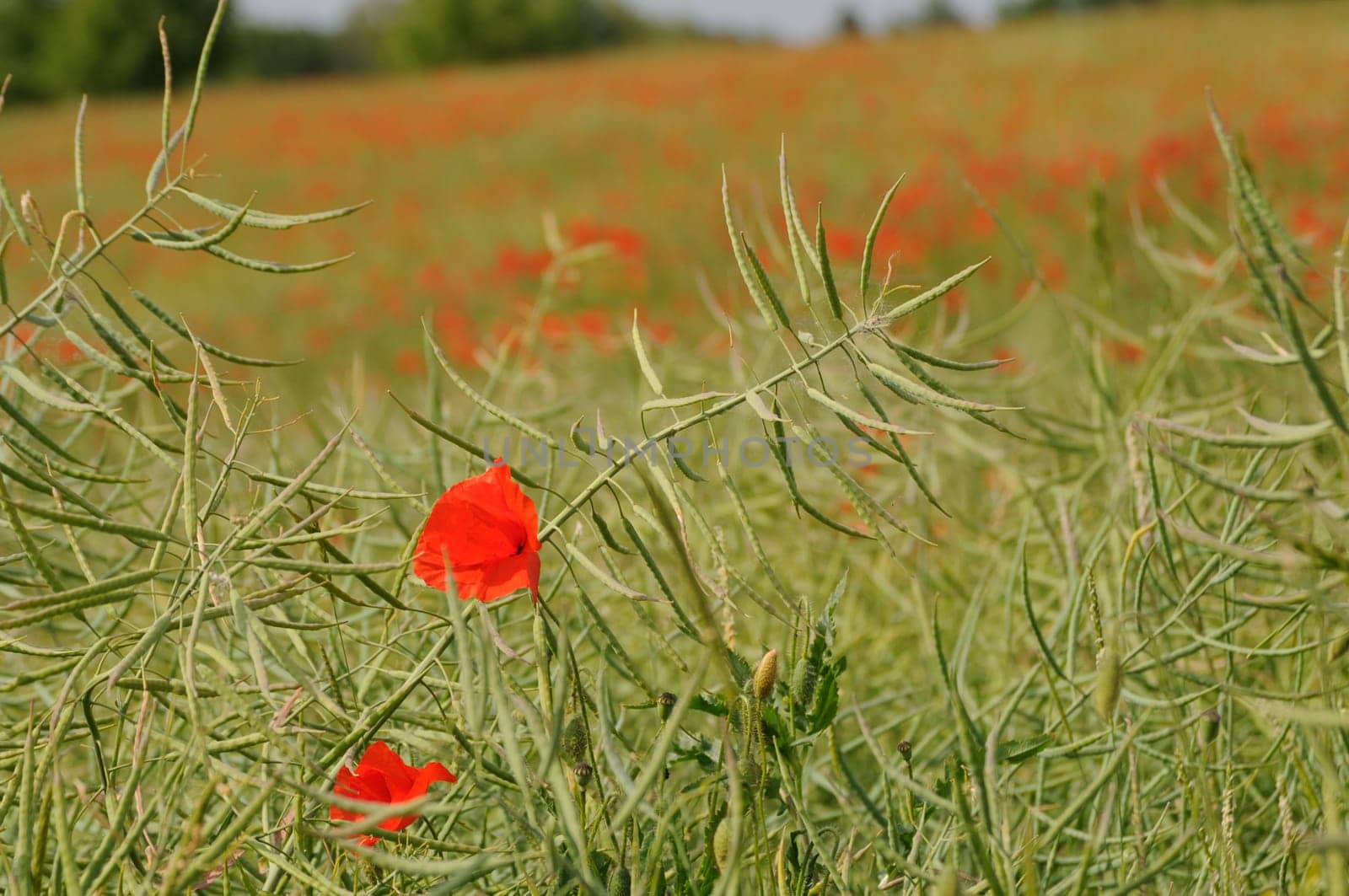 clapping poppy field