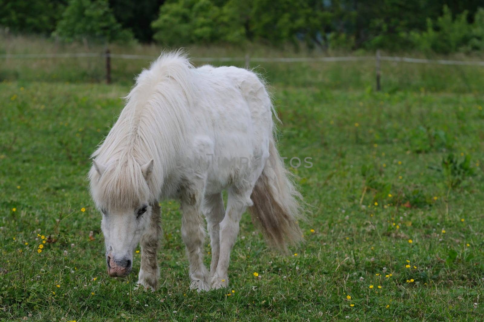 horse on the pasture