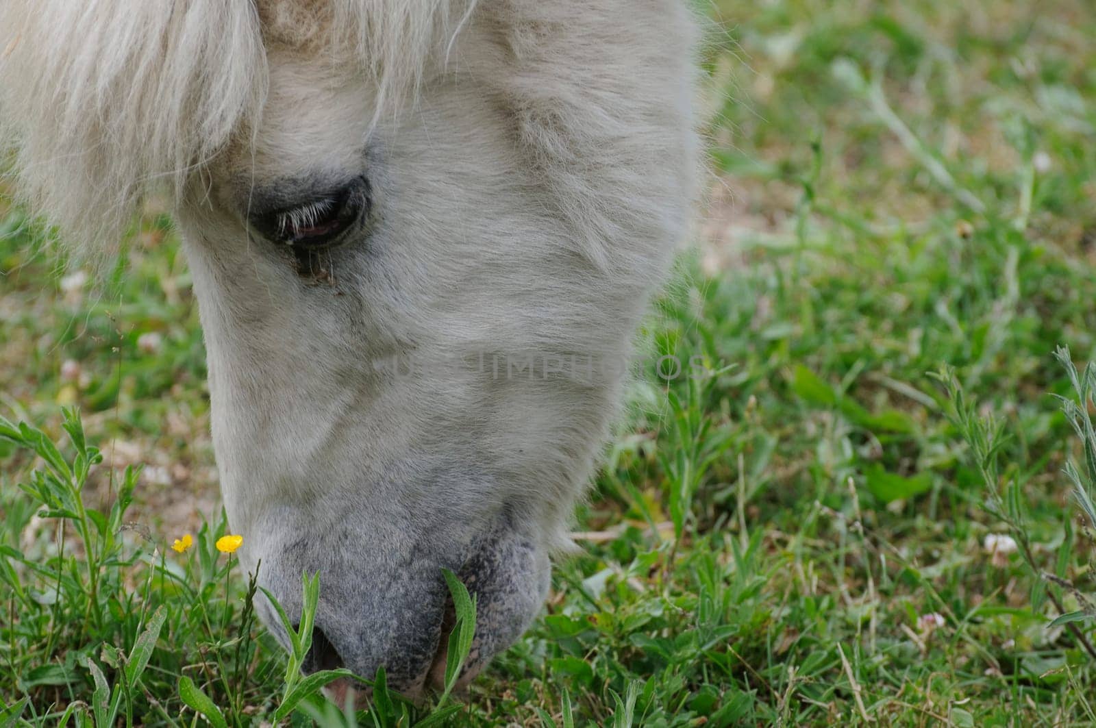 horse on the pasture