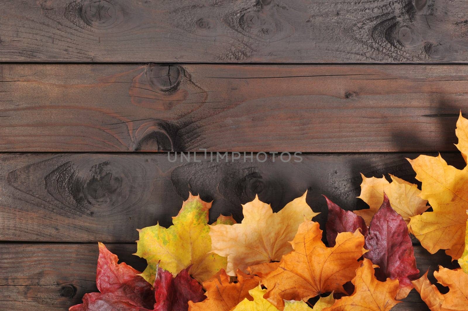 original autumn foliage in different colours on wooden floor