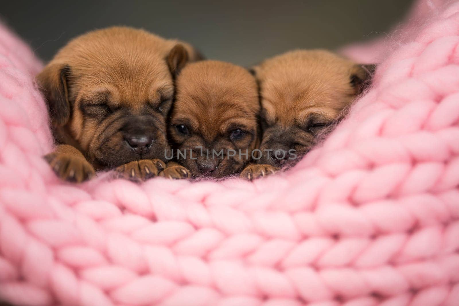 Dogs sleep on a small wooden bed