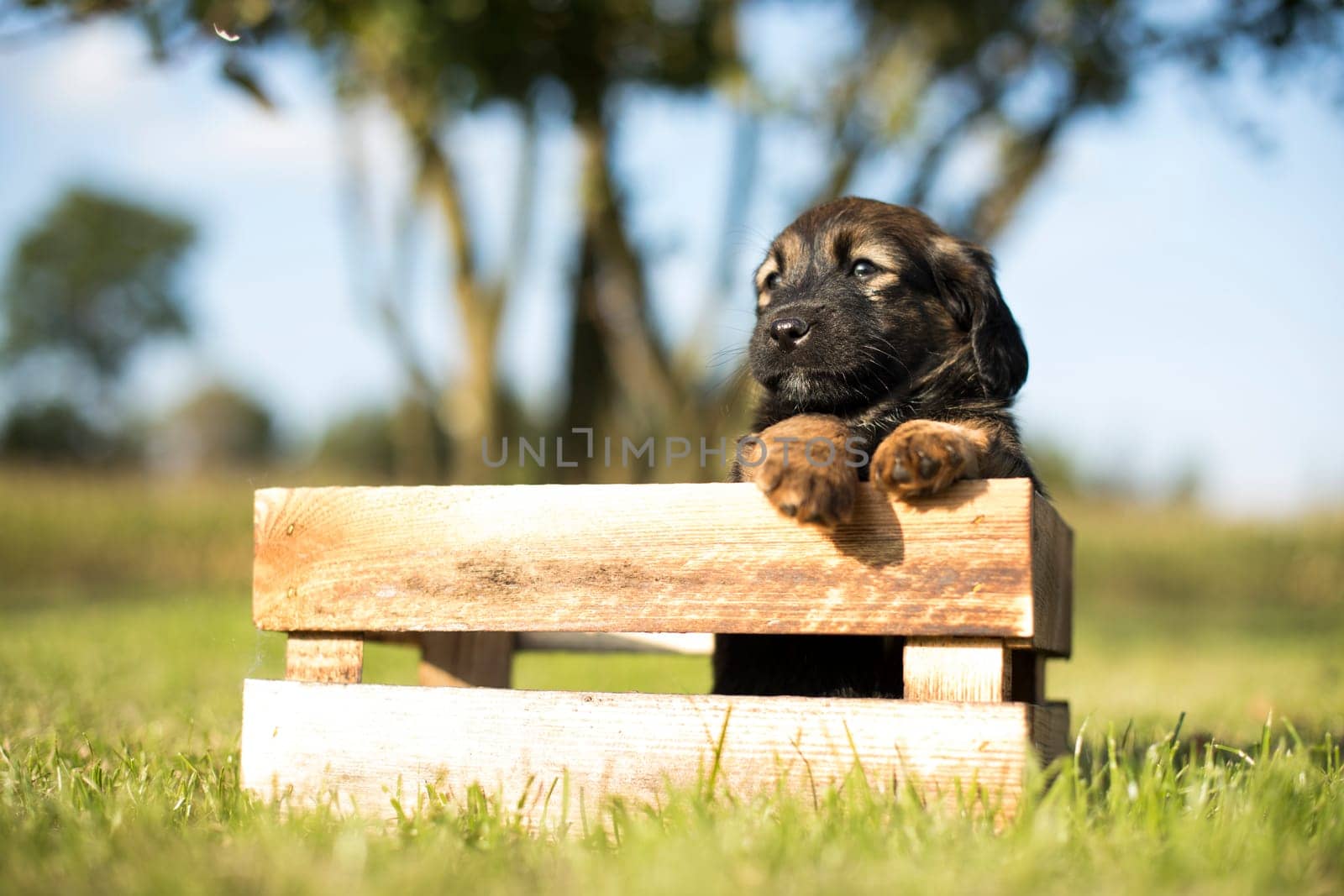 A happy puppy dog a wooden crate on the grass