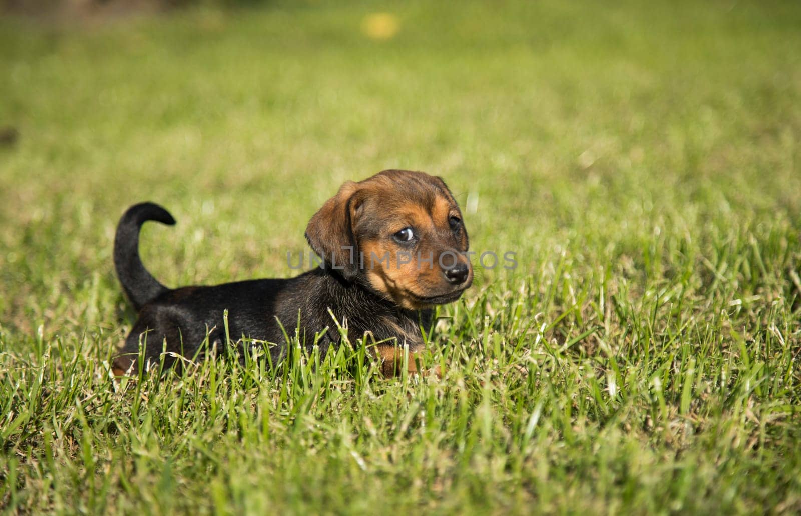 A small dog on the grass background