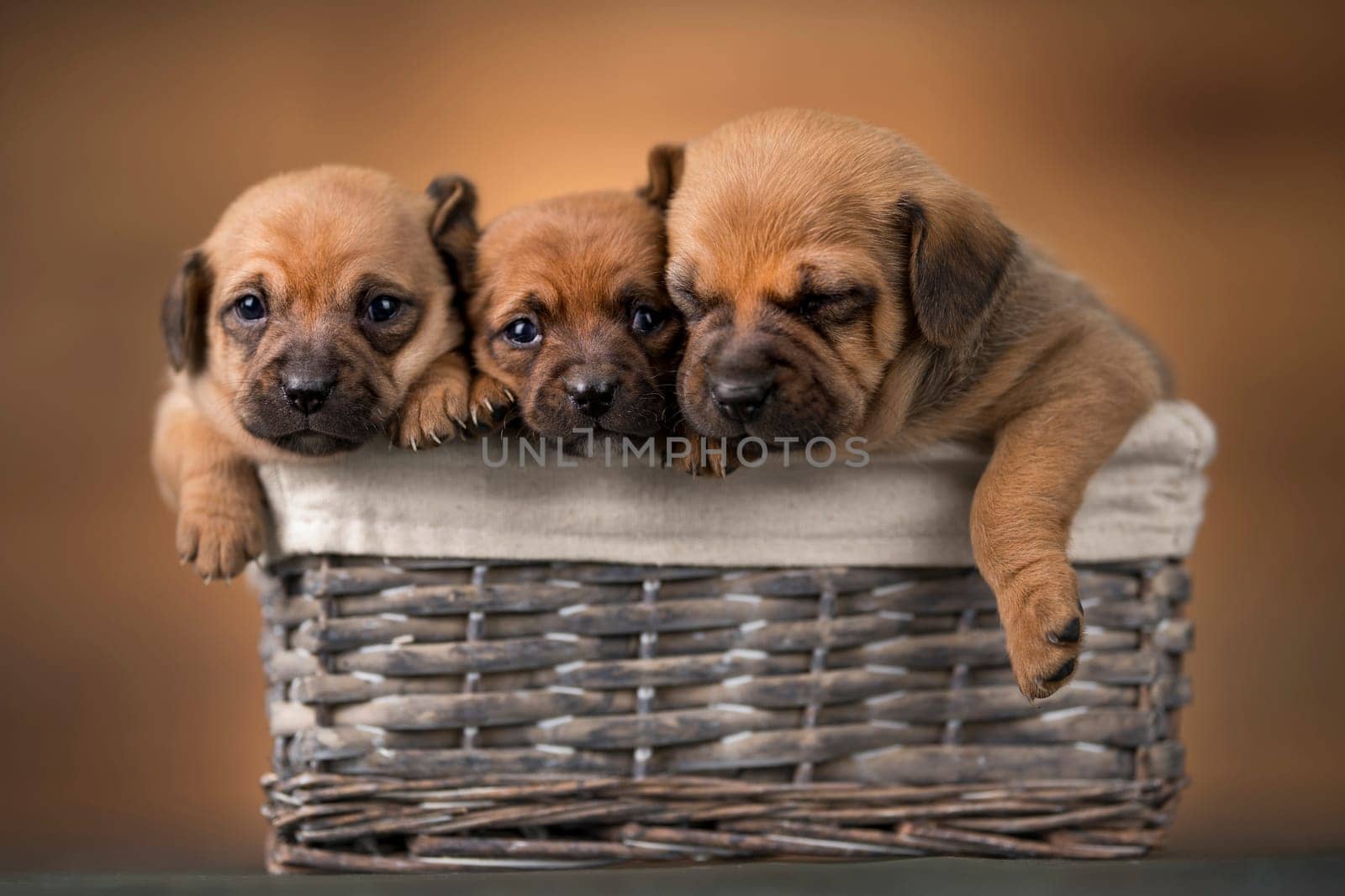 Little dogs in a wicker basket