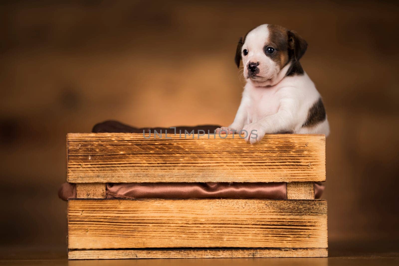 Dog in a wooden crate