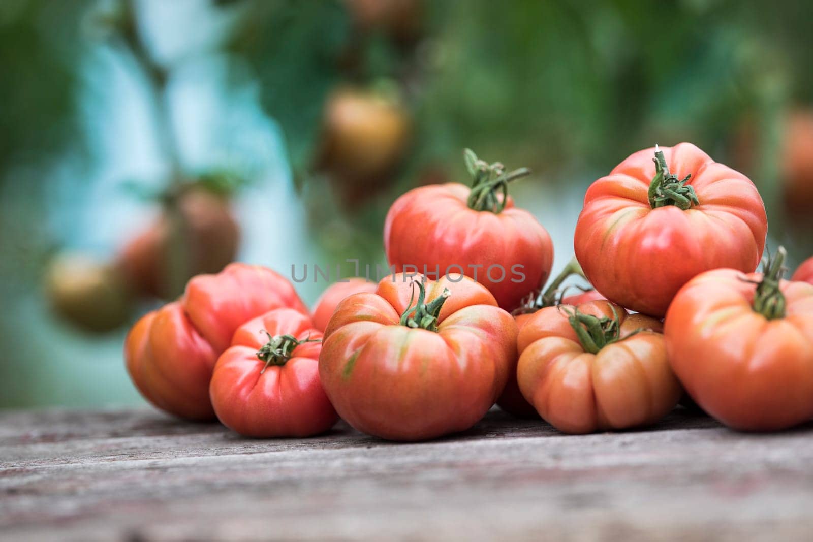 Vegetables, tomatoes on wooden desk