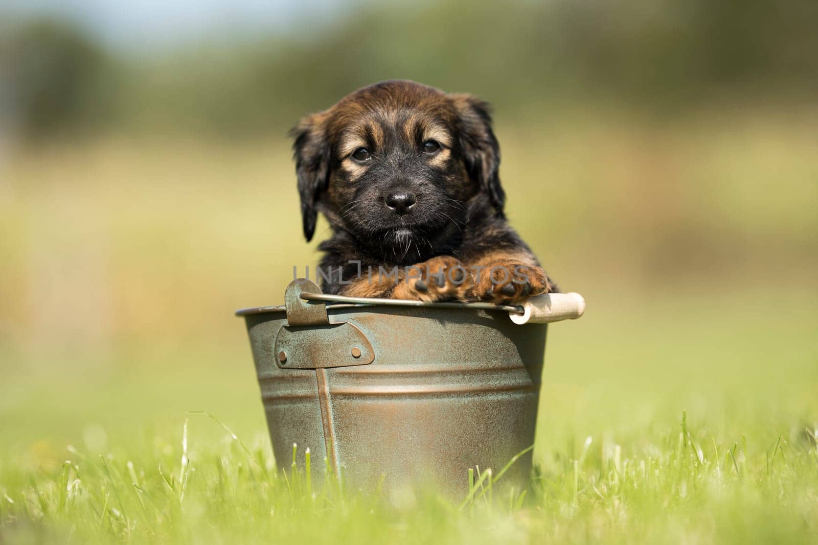 A small dog in a metal bucket