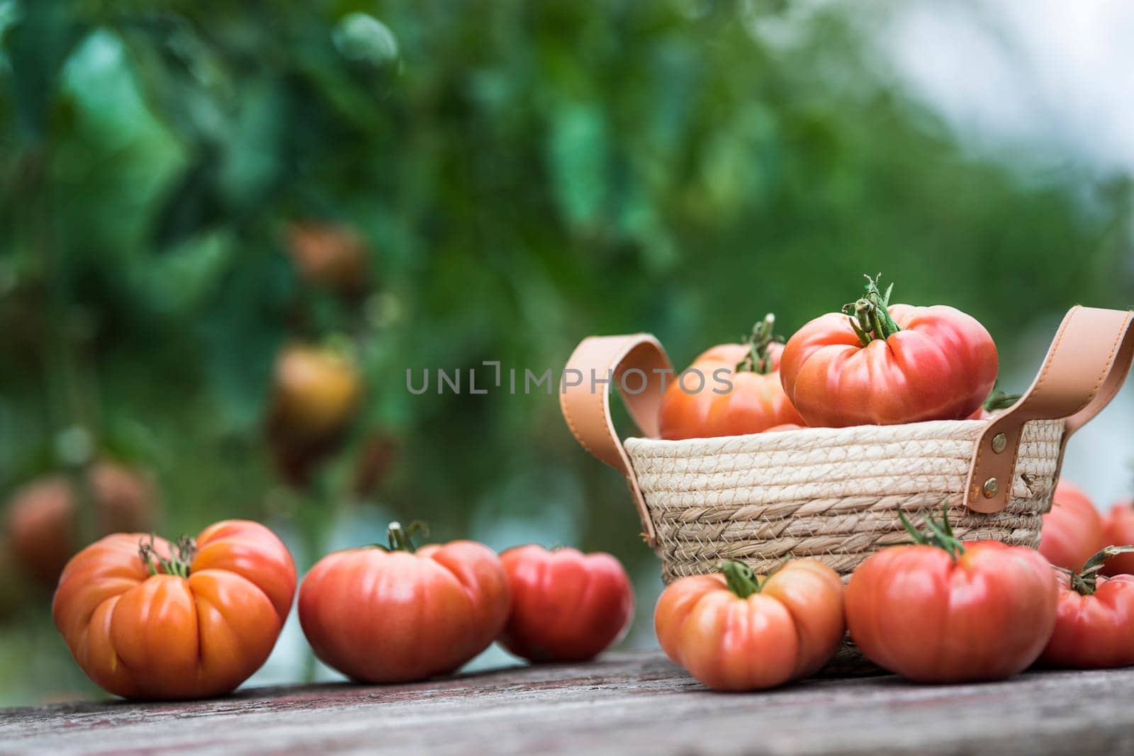 Tomatoes vegetable garden, organic products
