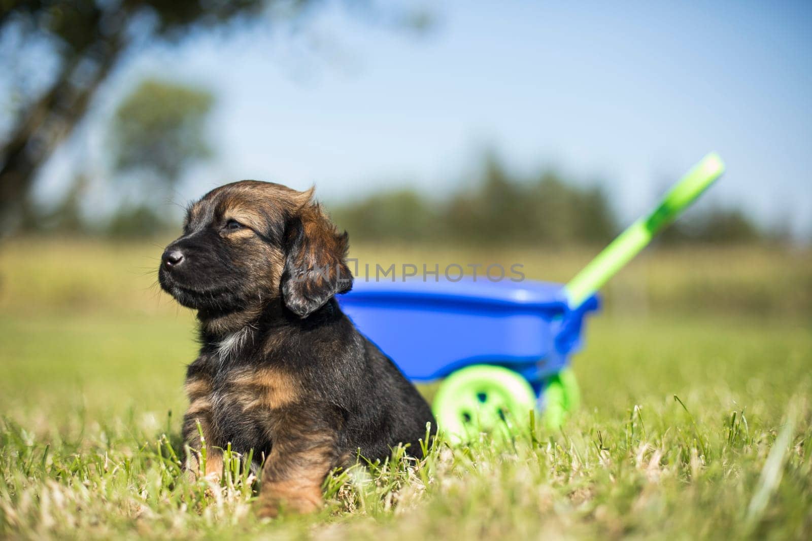 Beautiful little puppies in a toy wagon on the grass