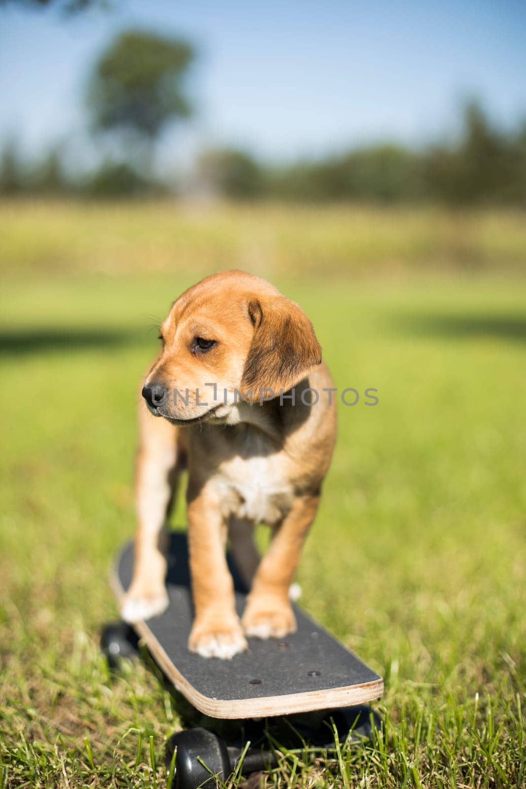 The dog is riding a skateboard on the grass