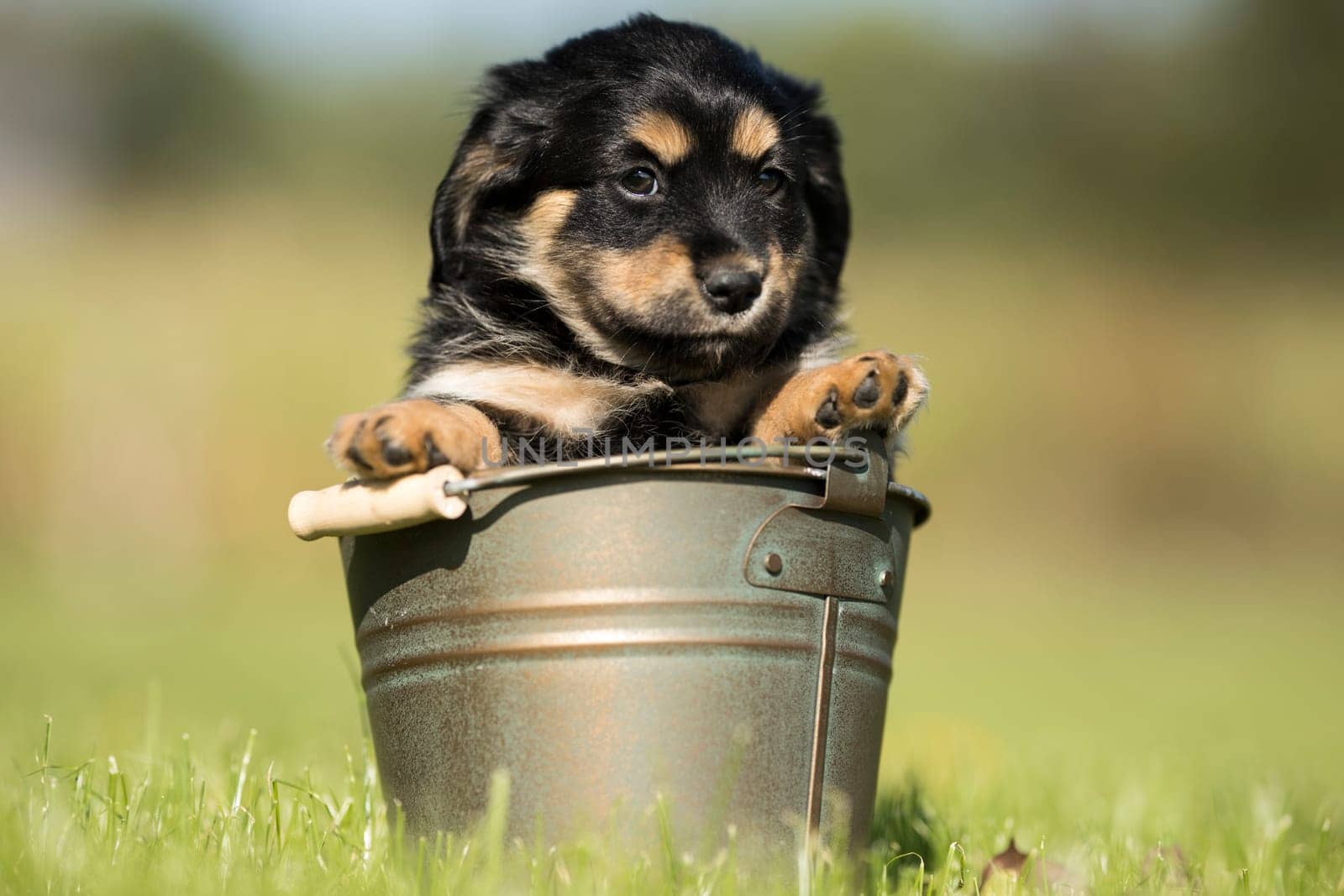 A small dog in a metal bucket
