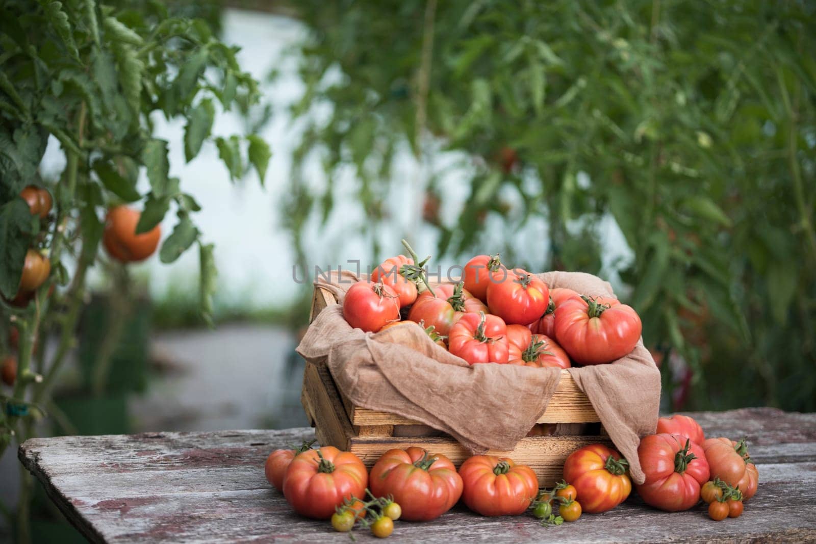 Vegetables, Tomatoes,  on desk in garden