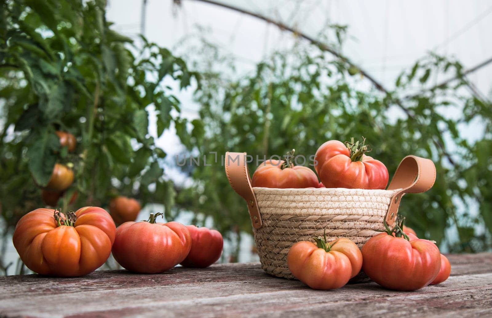 Tomatoes vegetable garden, organic products