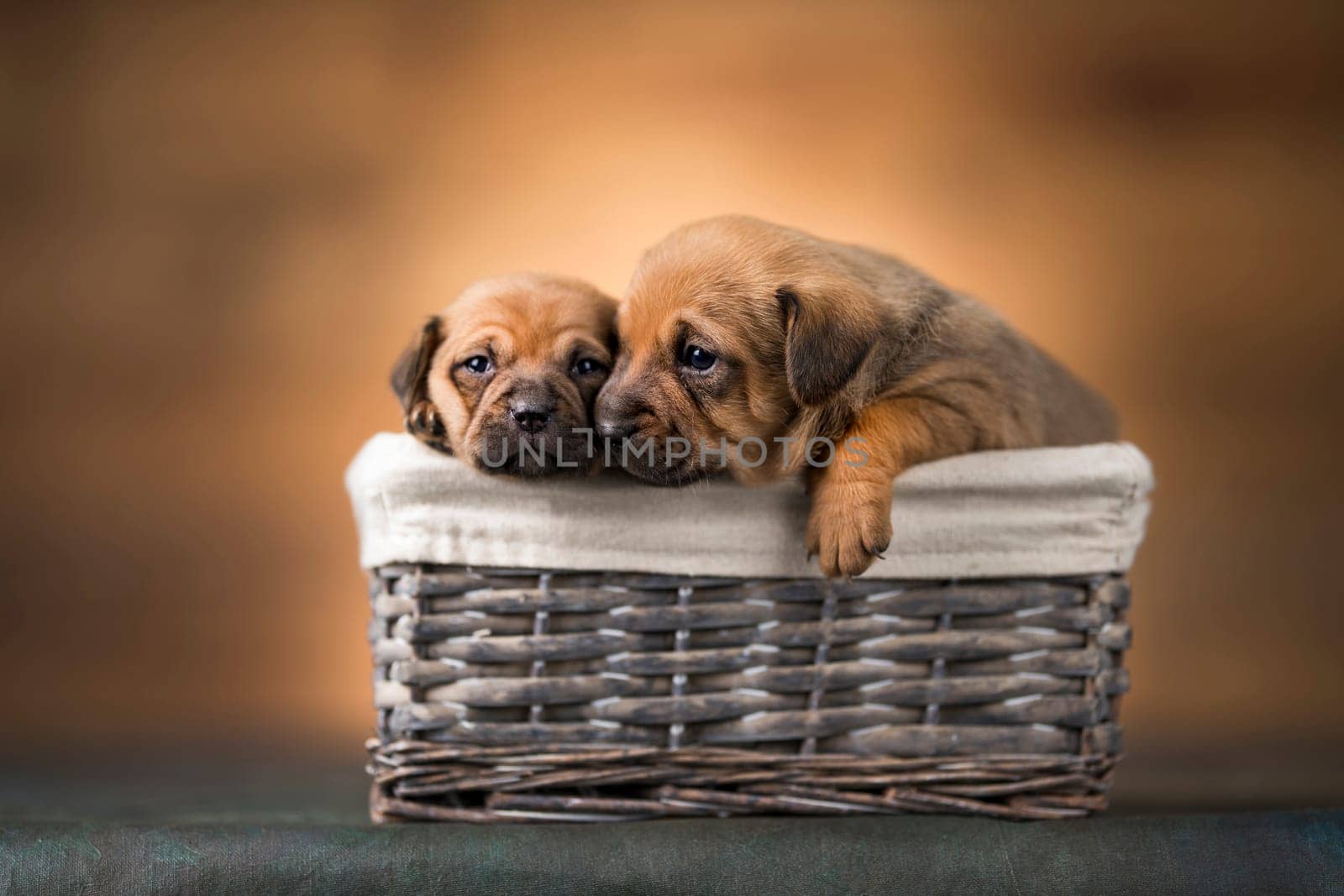 Little dogs in a wicker basket