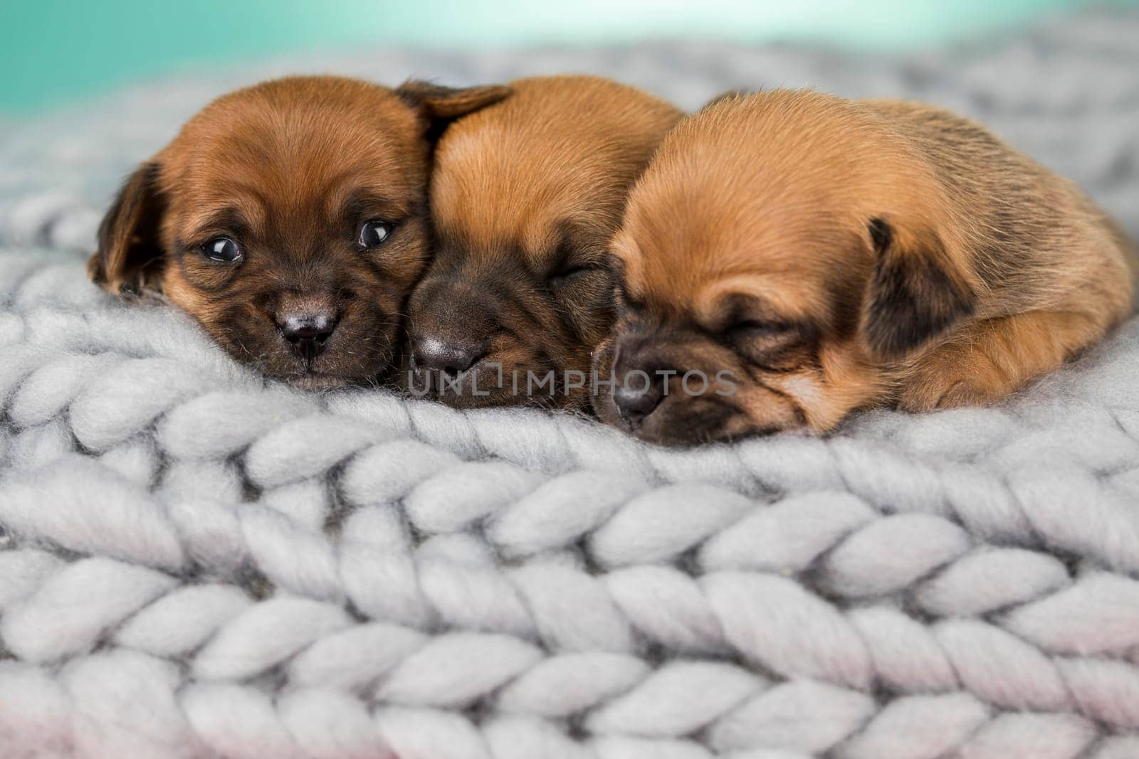 Pet, dog puppy, sleeps on a blanket