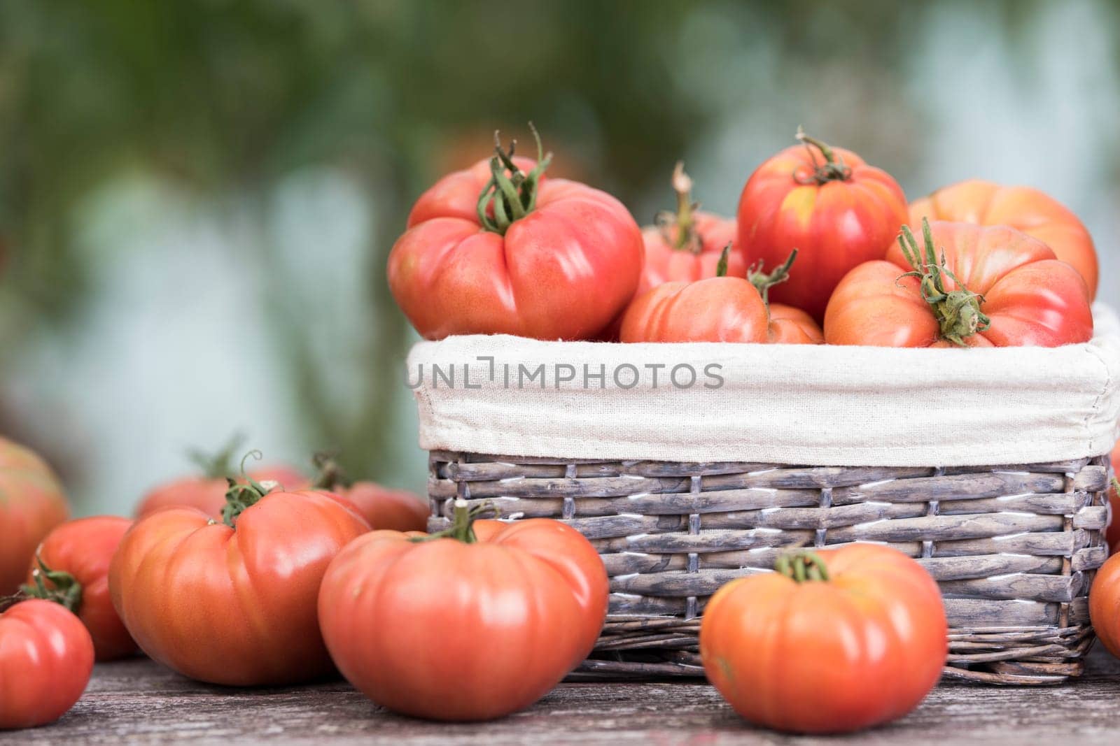 Vegetables, Tomatoes,  on desk in garden